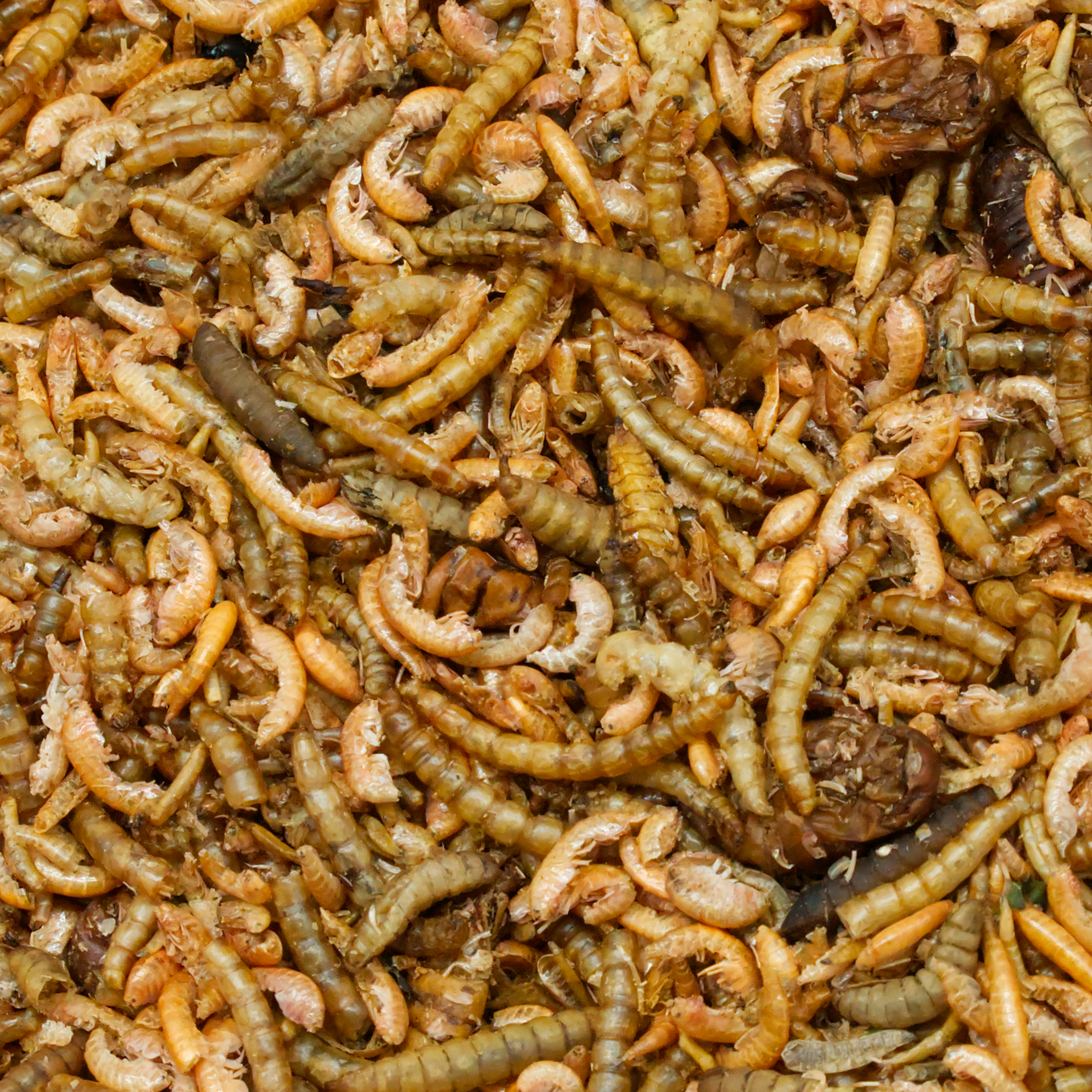 insektenmix-einzelfutter-fuer-voegel-koernerbude