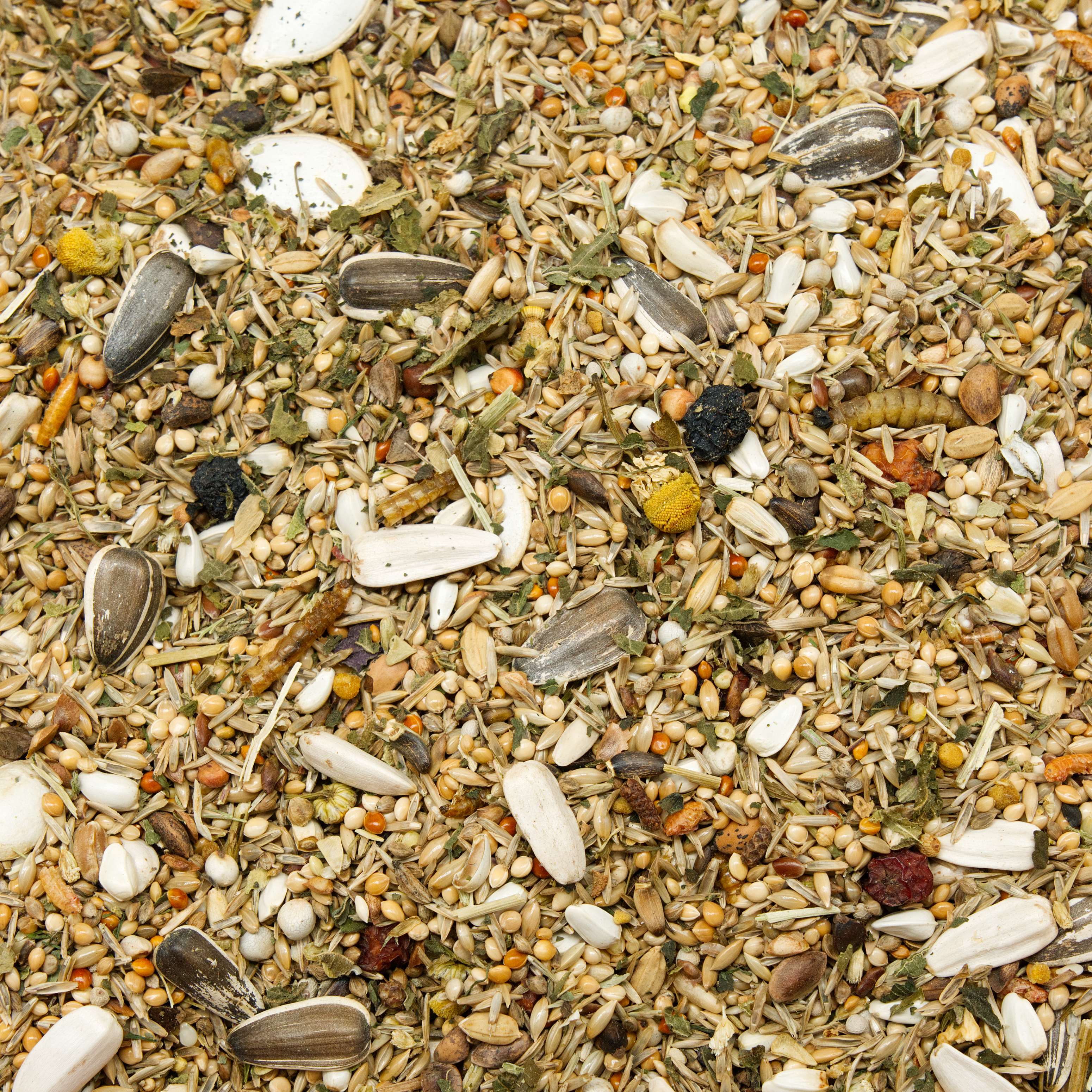 grosssittich_kraeuterwohl_nymphensittichfutter_koernerbude Großsittich Kräuterwohl