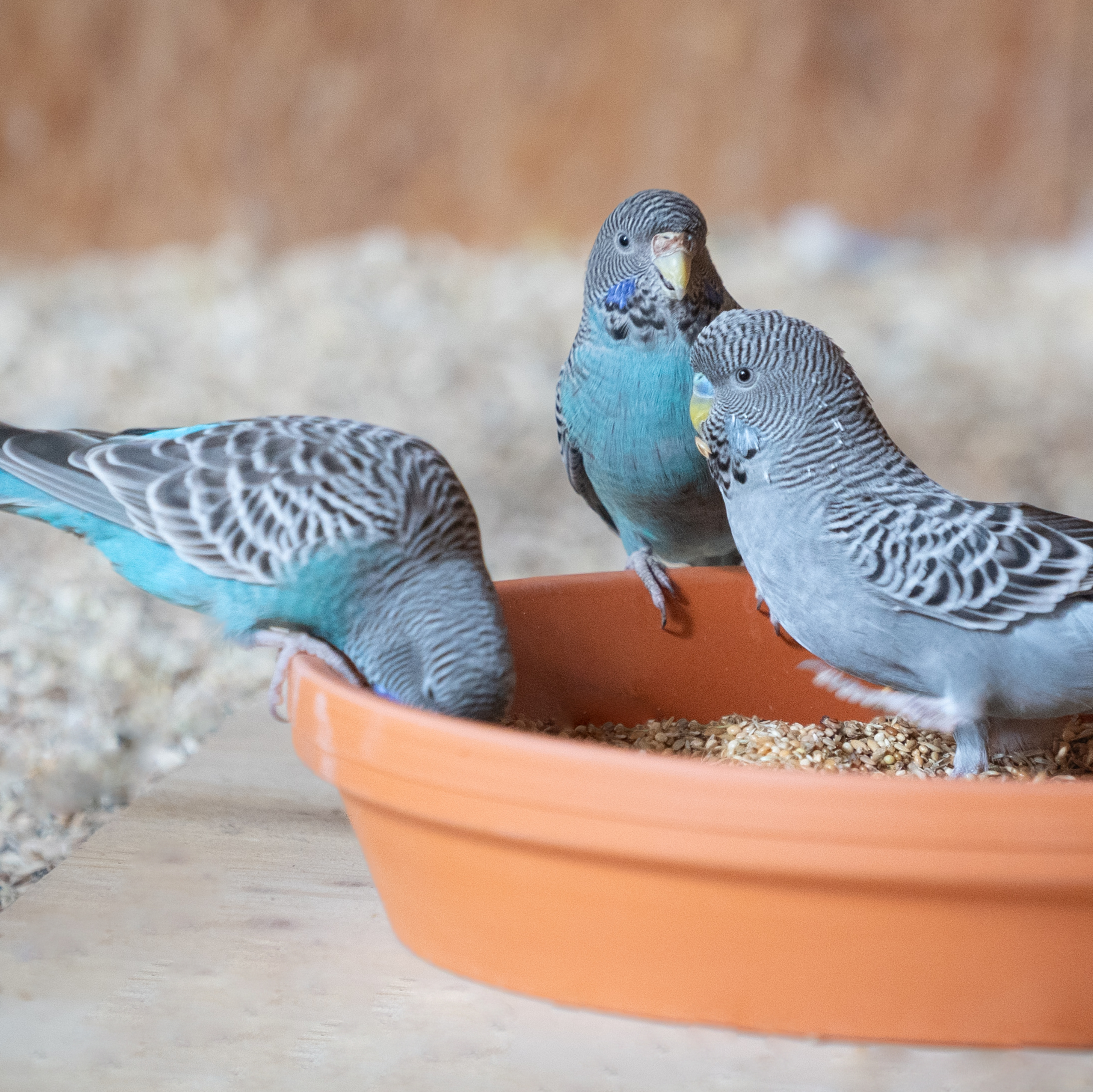 wellensittichfutter Wiesentraum-Mischung