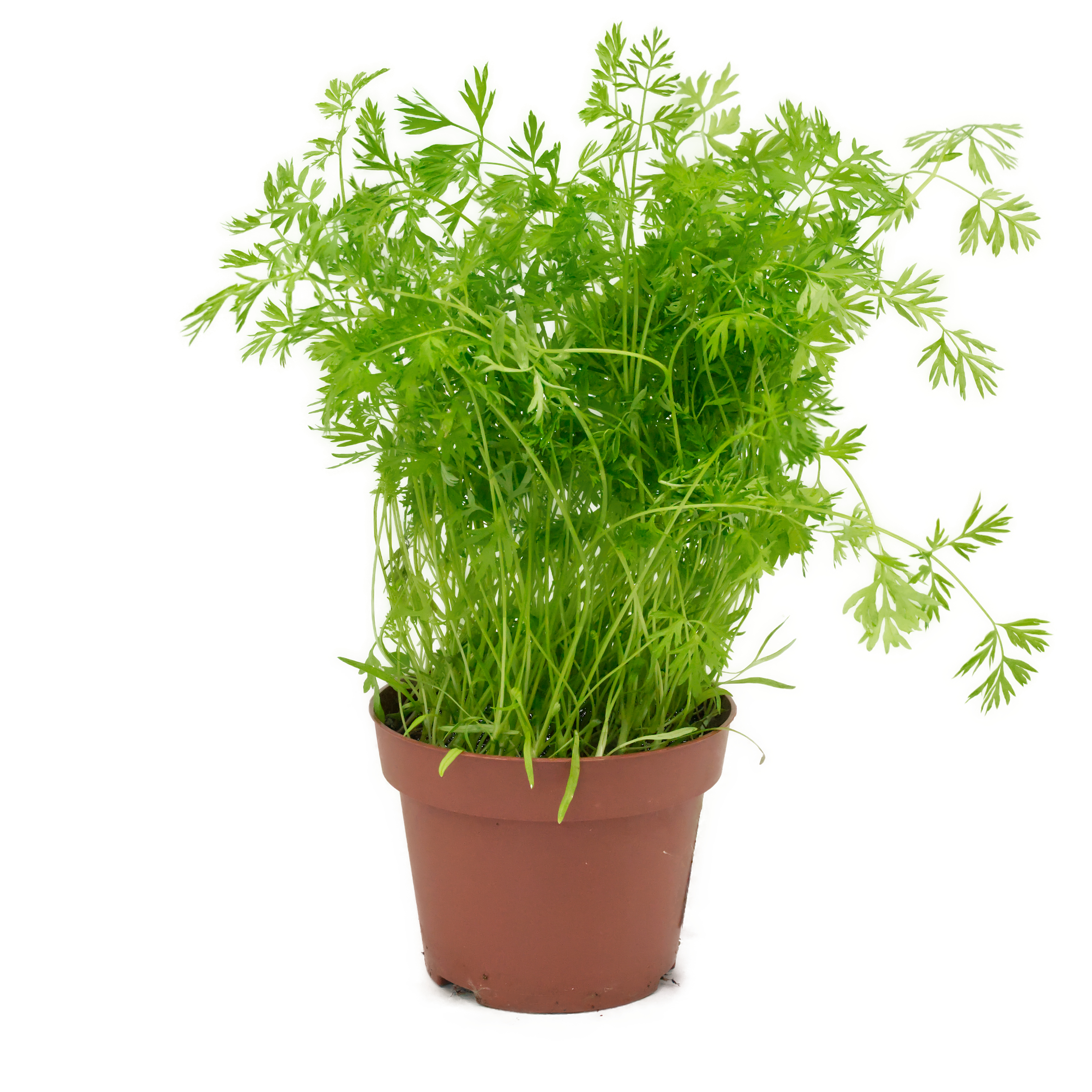 moehrenkraut-futterpflanze-fuer-voegel-unbehandelt-koernerbude1 Möhrenkraut im Topf - Frische Futterpflanze für Vögel