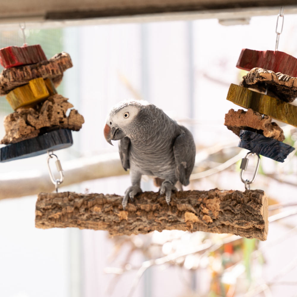 Kork-Spielzeug-Schaukel-vogelschaukel-papageienschaukel