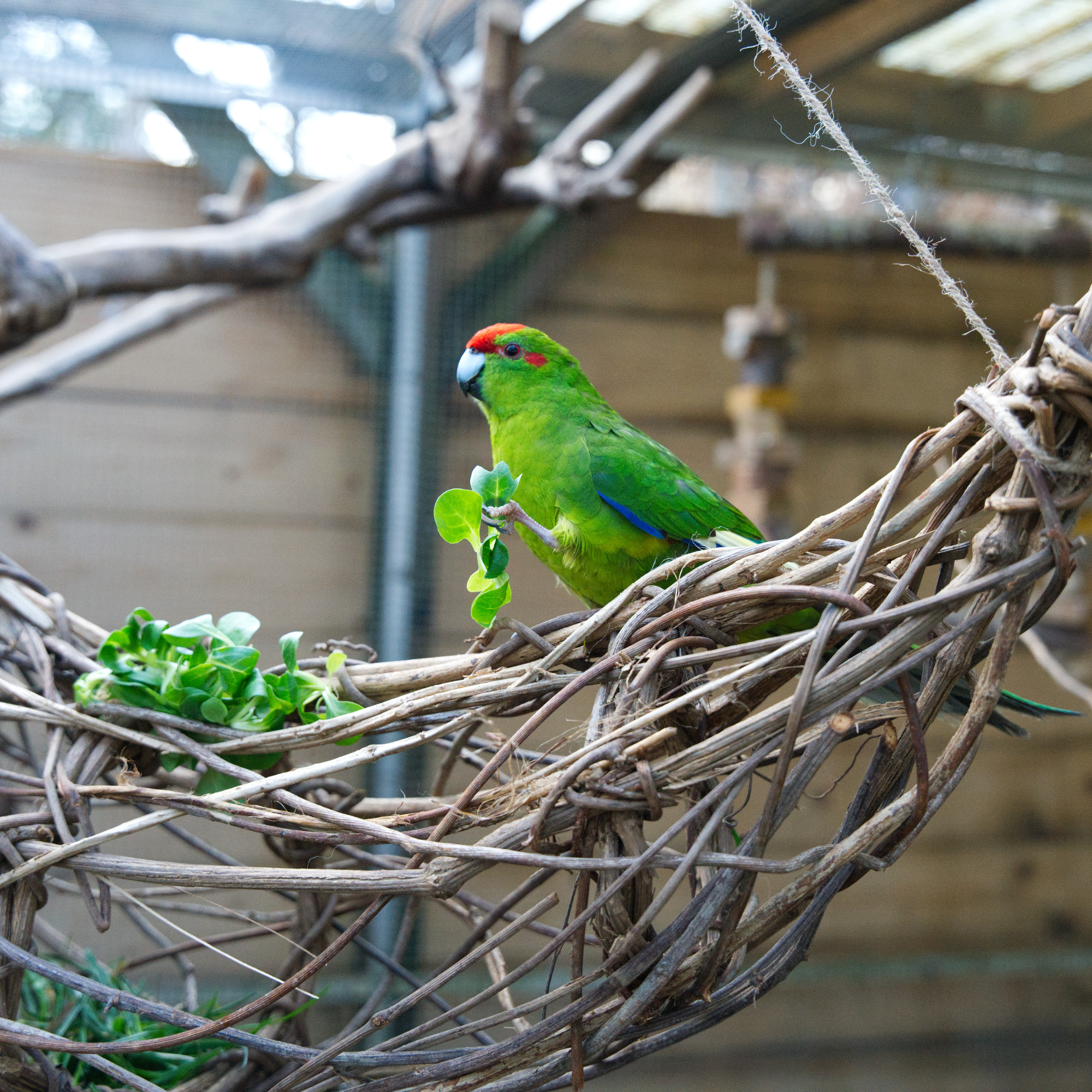 kletterschiffchen-fuer-voegel-vogelschaukel-koernerbude-voegel1