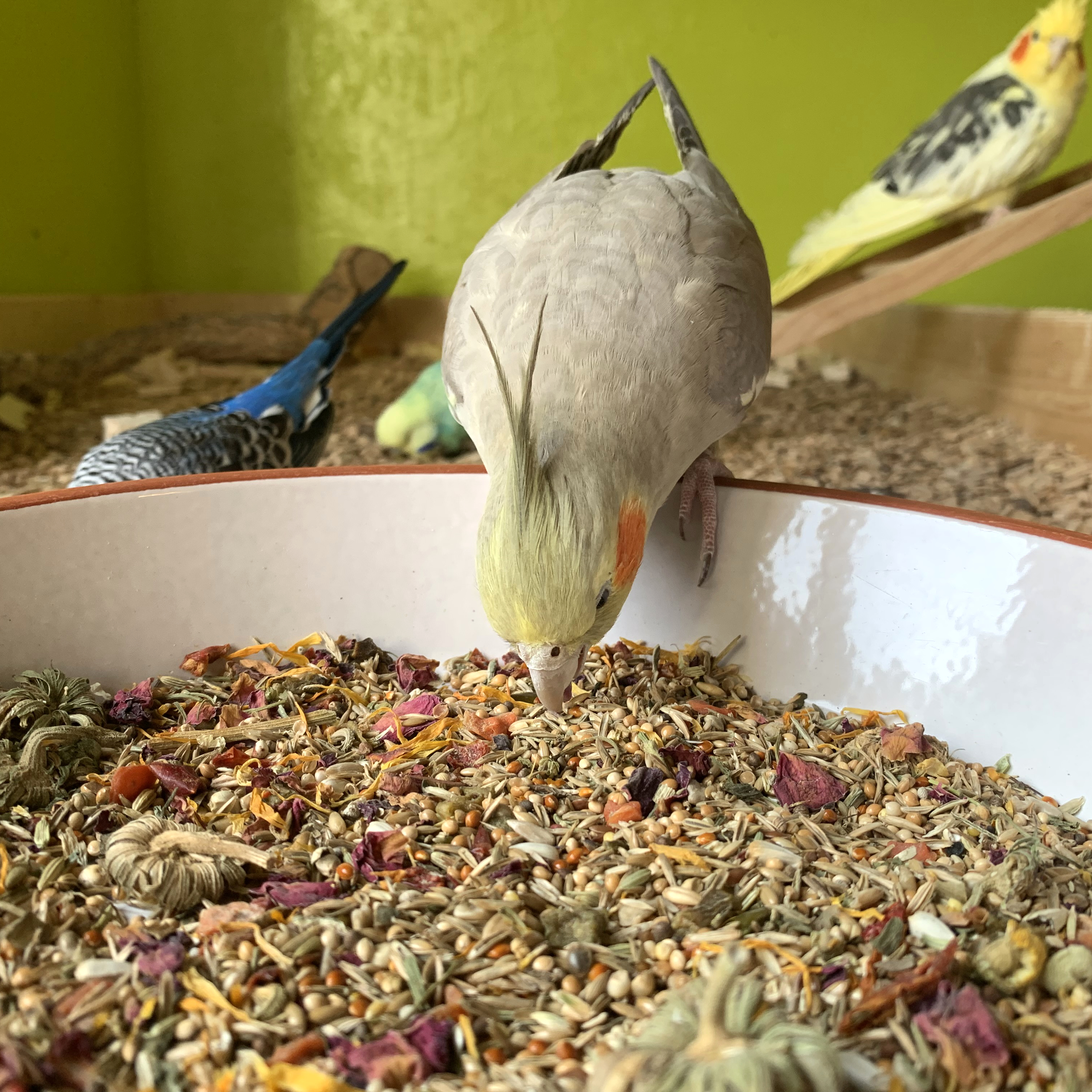 grosssittich-und-kleinpapageien-futter-nymphensittiche-katharinasittiche-ziegensittiche1