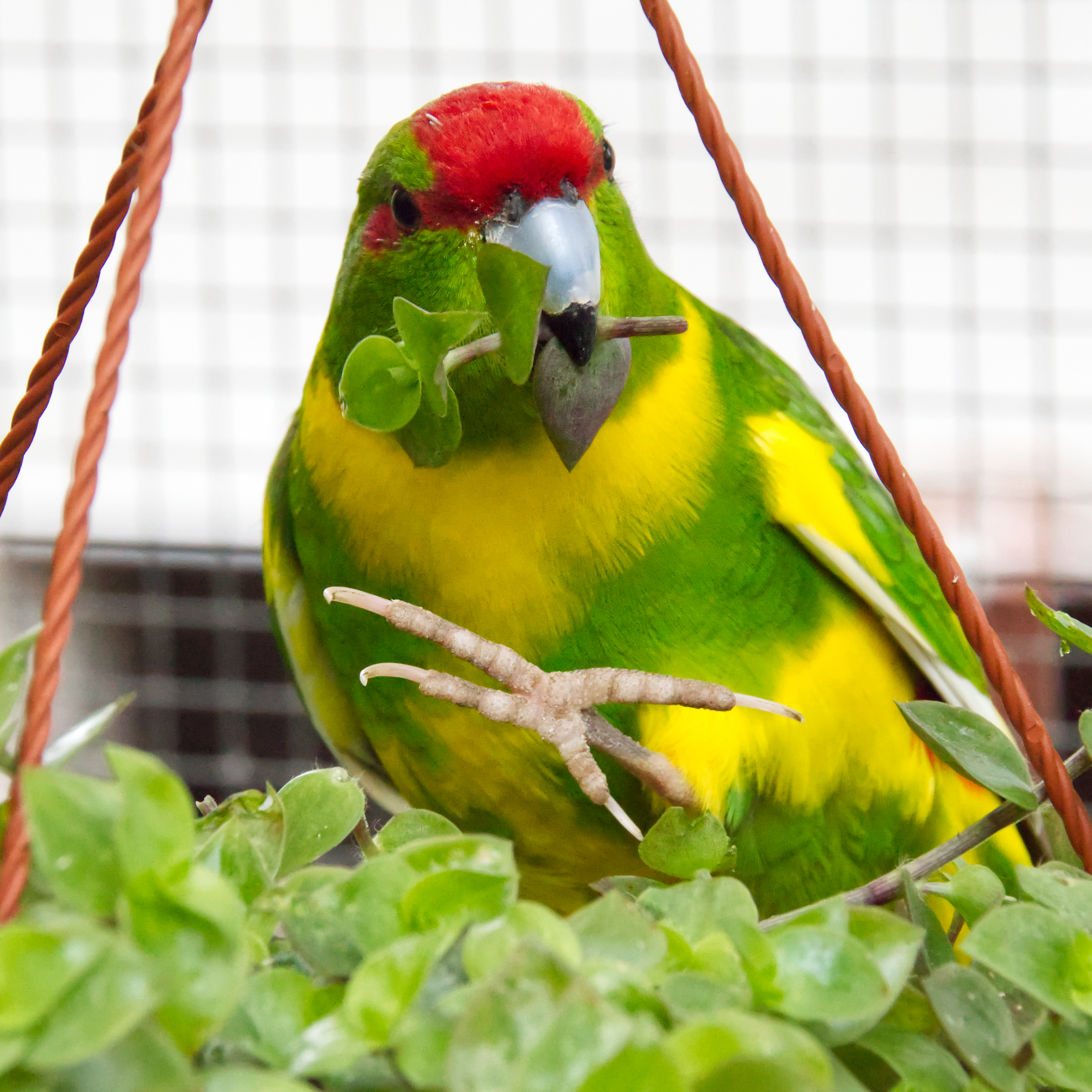 schoenpolster_ampelpflanze_futterpflanzen_fuer_voegel__ziegensittich_koernerbude