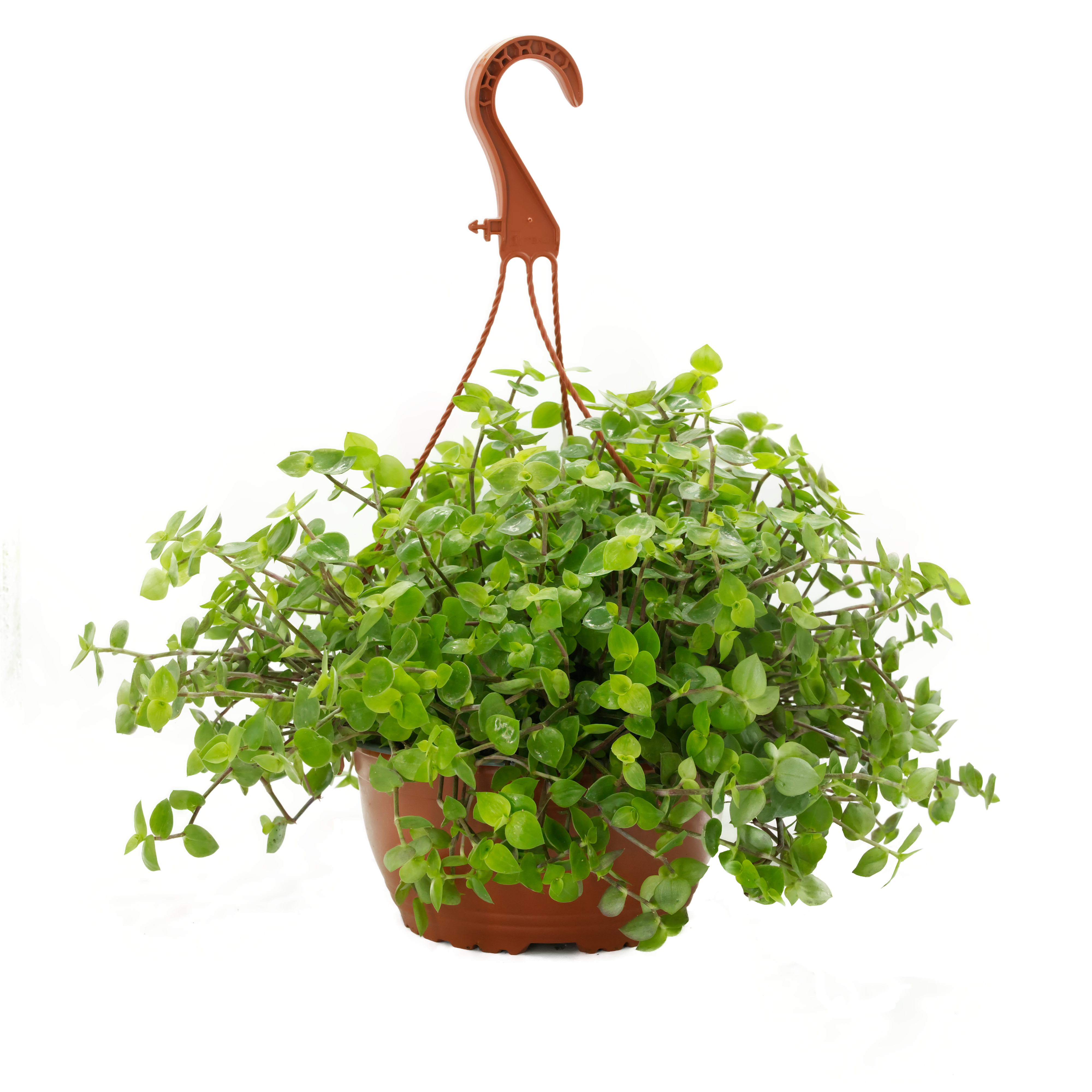 callisia-schoenpolster-vogelfutter-pflanzen-futterpflanzen-koernerbude Callisia Ampelpflanze, naturbelassen