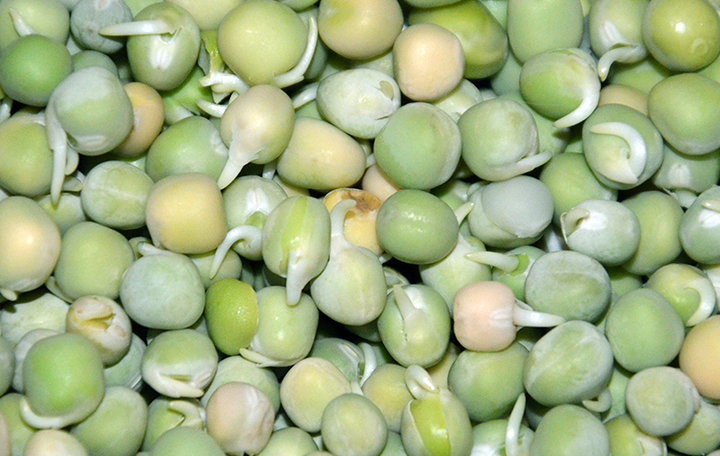 erbsen_gruen55369504a8a36 Erbsen grün, klein