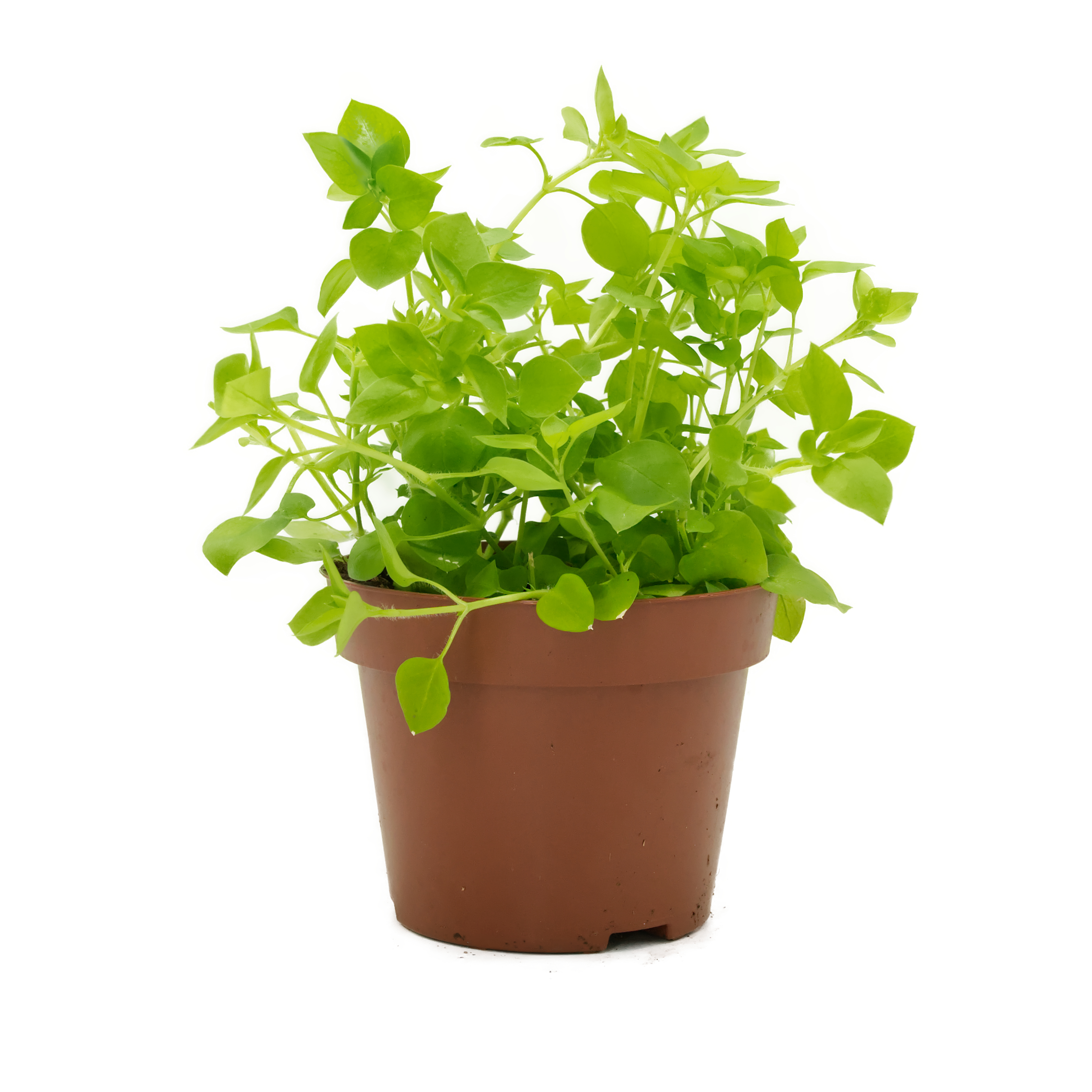 vogelmiere-futterpflanze-fuer-voegel-koernerbude Vogelmiere (Stellaria), naturbelassen