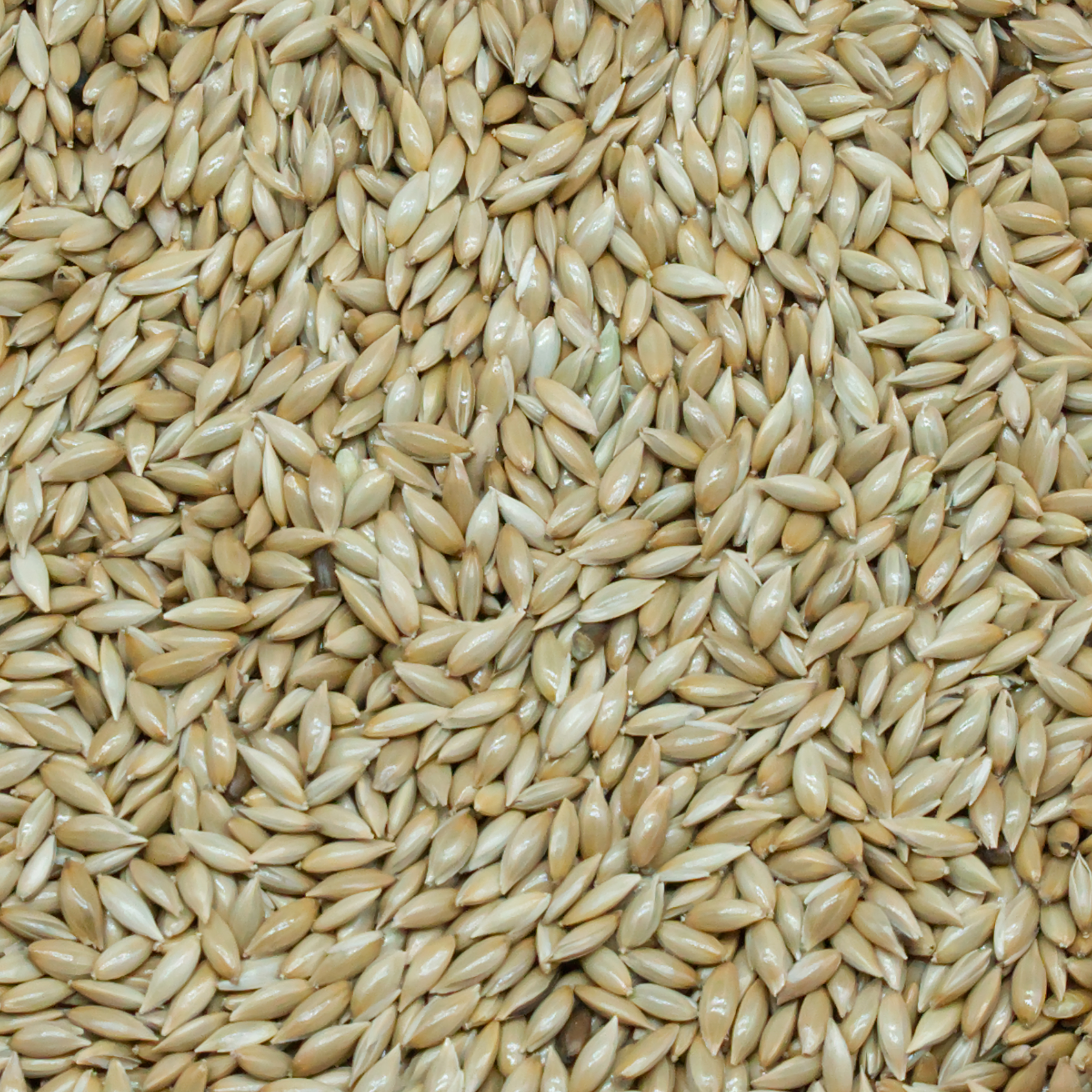 spitzsaat-naturmix-einzelfutter-fuer-v-gel-koernerbude1