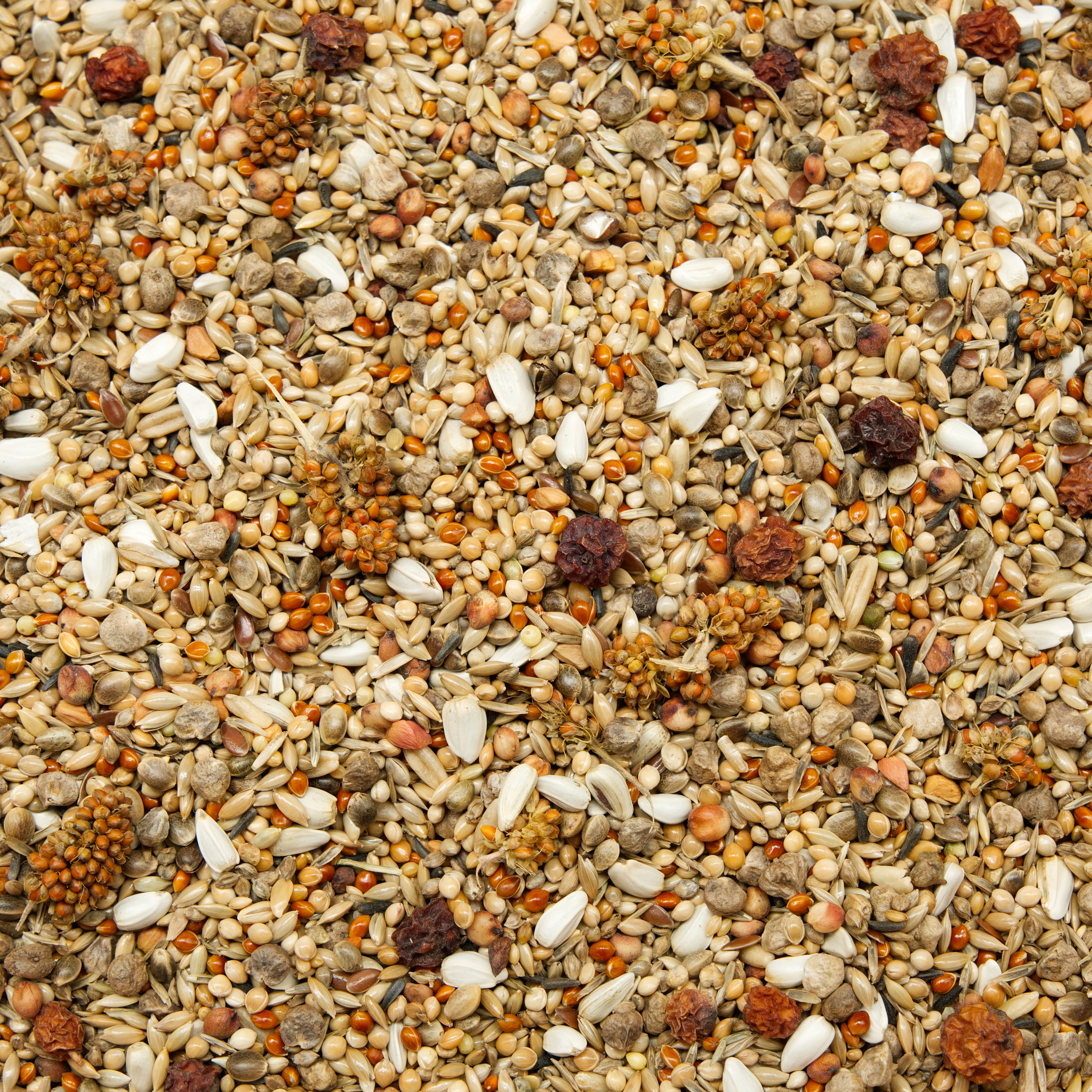 Sperlingspapageien Spezial