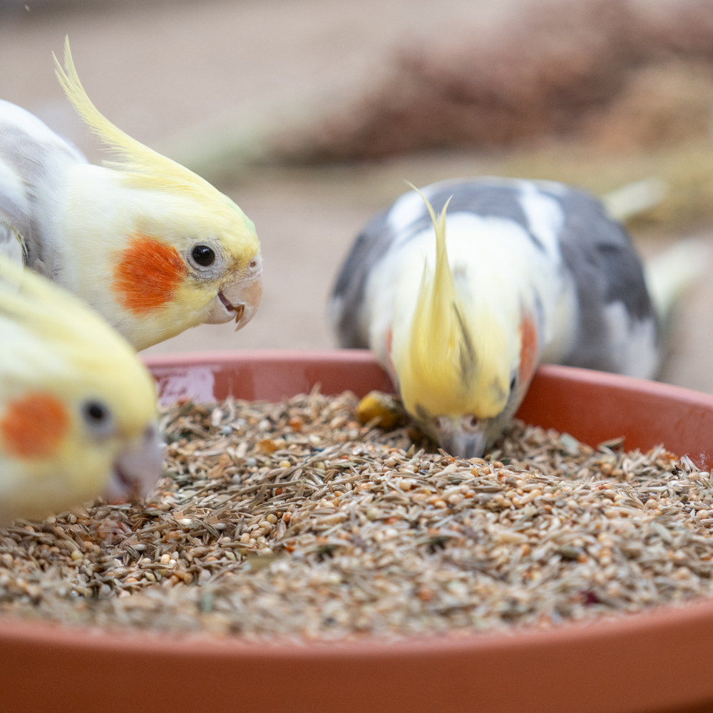 nymphensittich-pampa-nymphensittichfutter