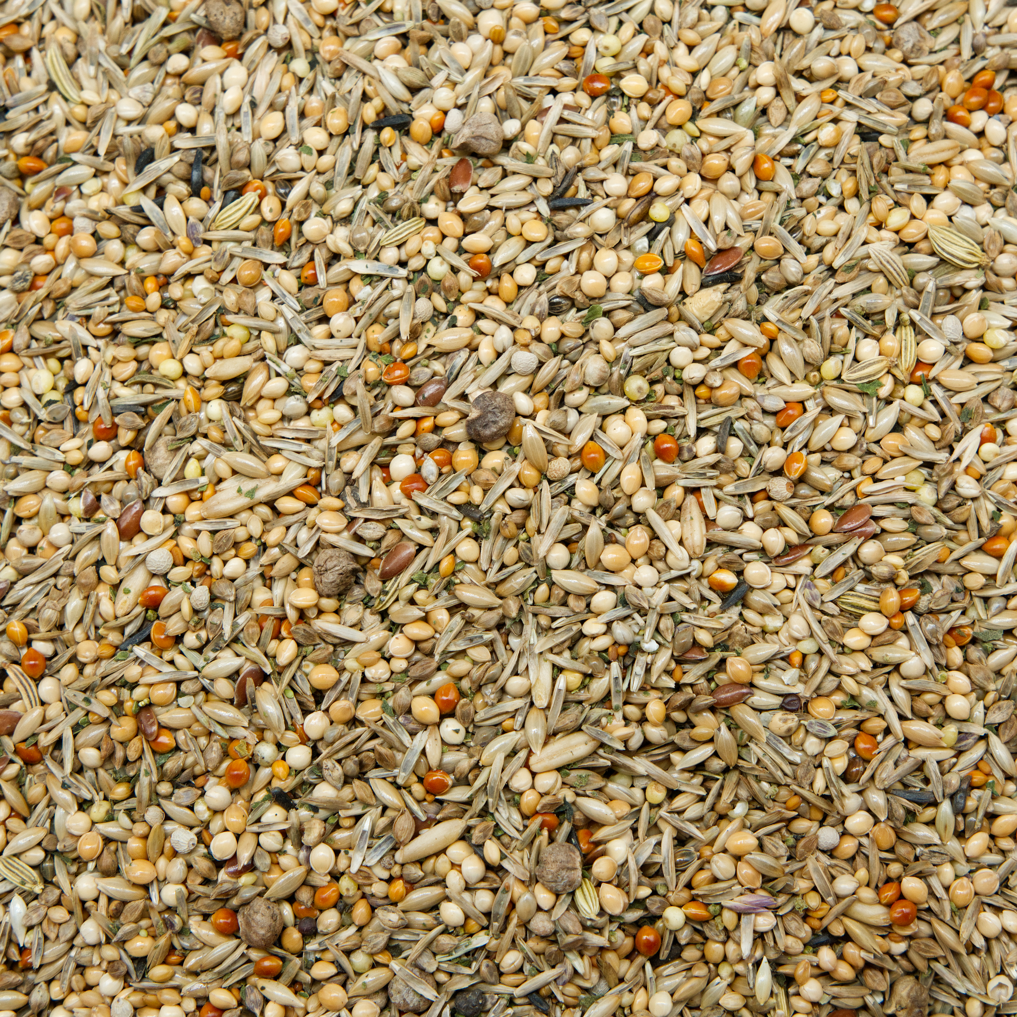 Nymphensittich-Wegweiser-Mischung