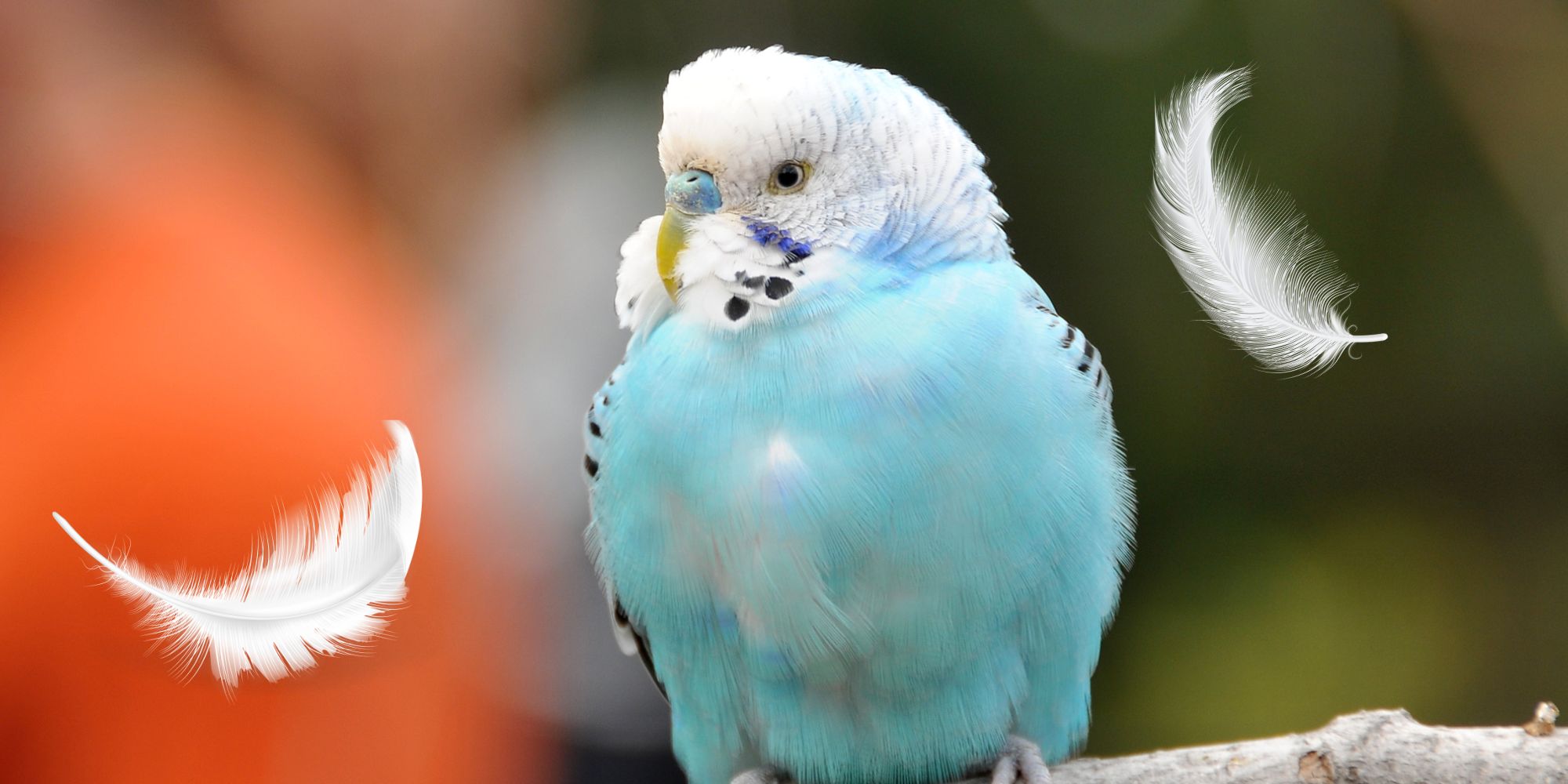 Design ohne Titel (7) Design ohne Titel (7)