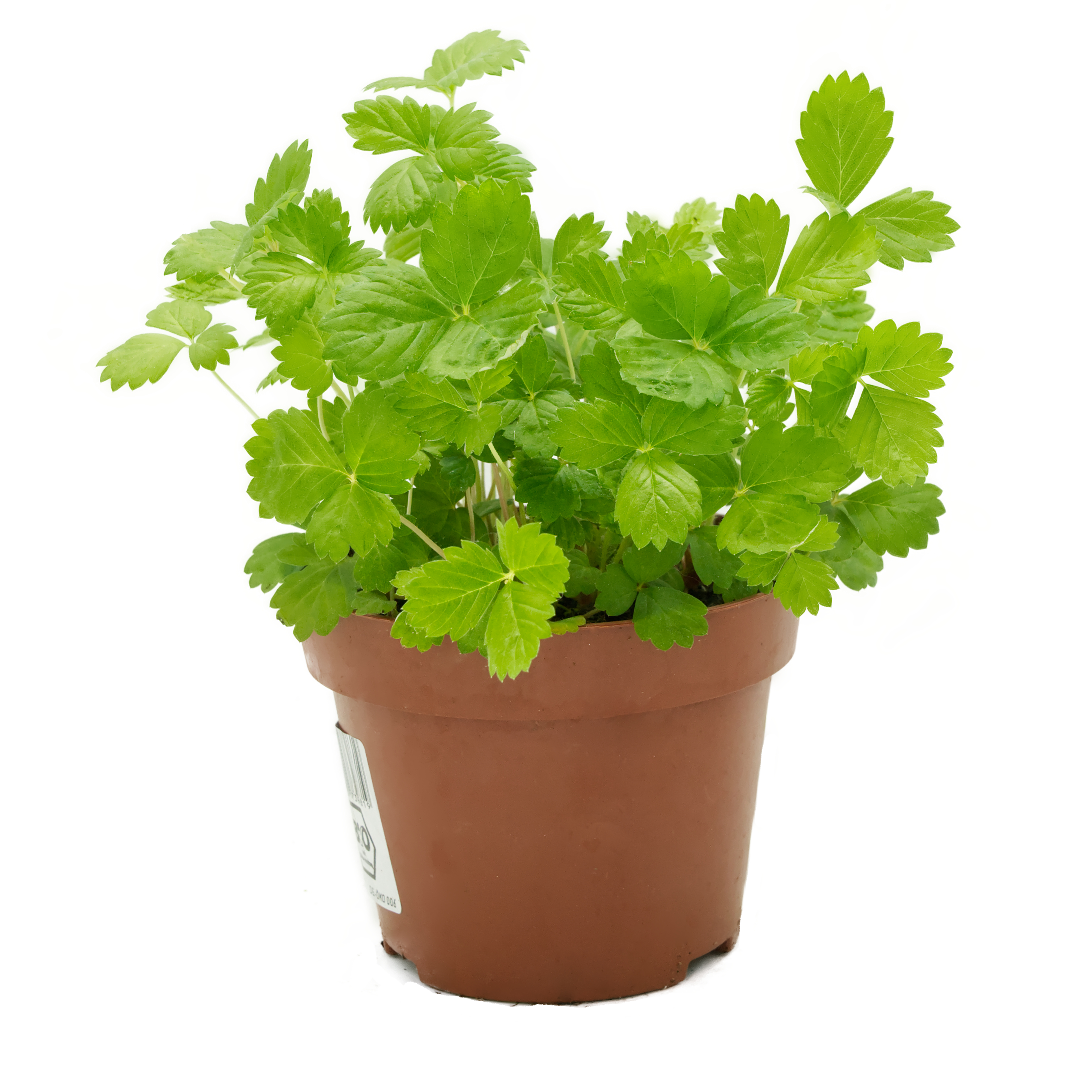 walderdbeere-futterpflanze-fuer-voegel-unbehandelt-koernerbude1 Wald-Erdbeere (Fragaria vesca), naturbelassen