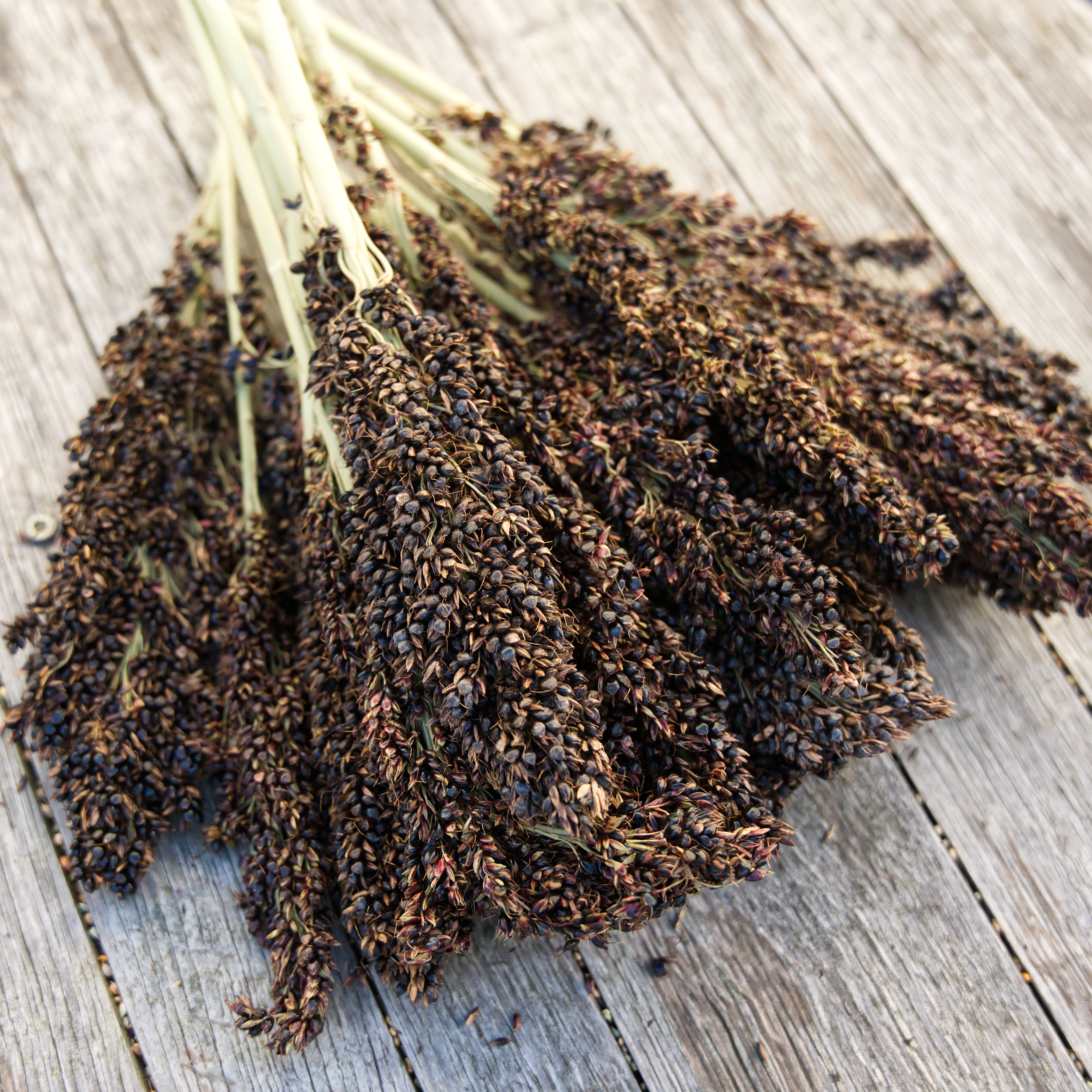 Sorghum, schwarz deutsch