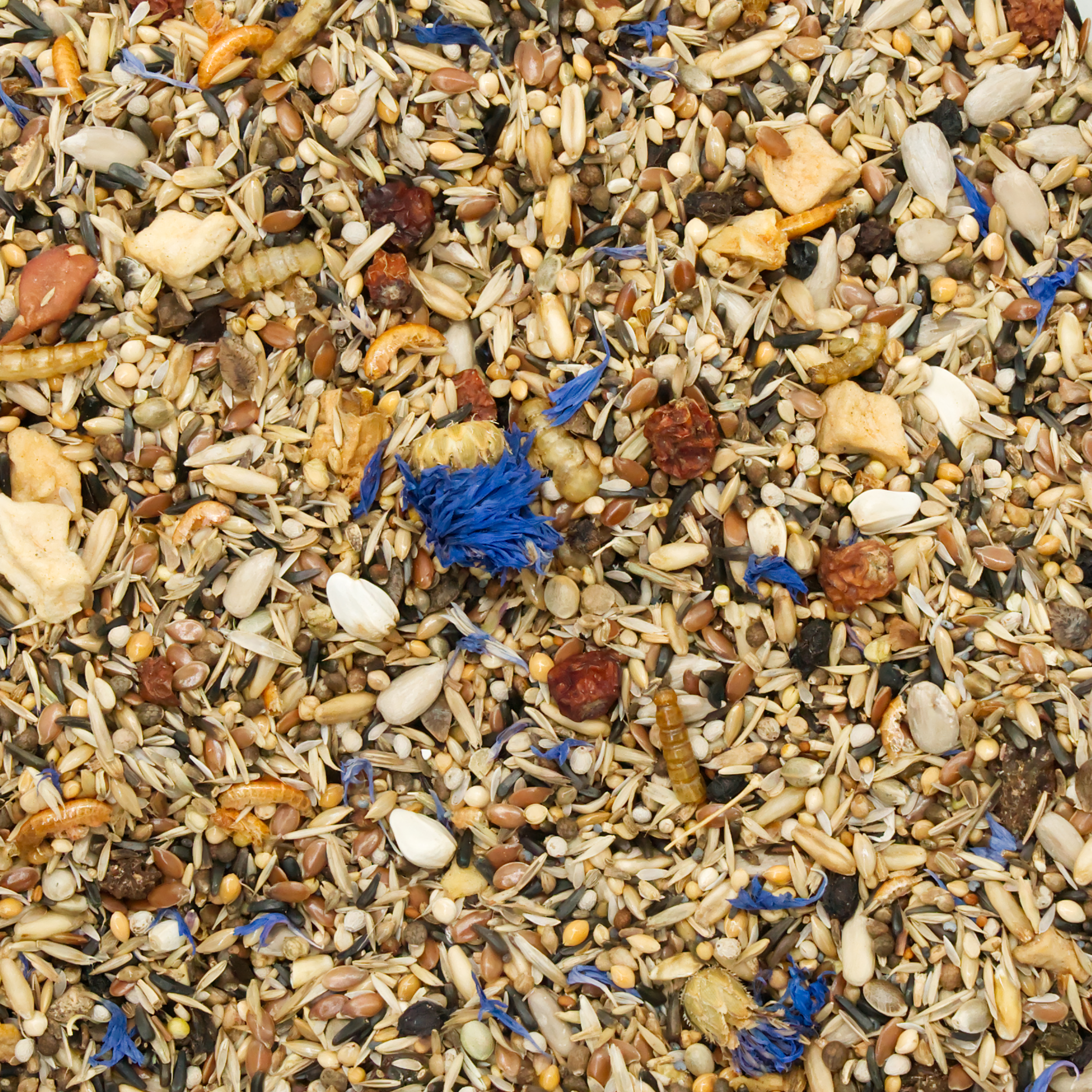 Wildvogel Spezial Sommerzeit