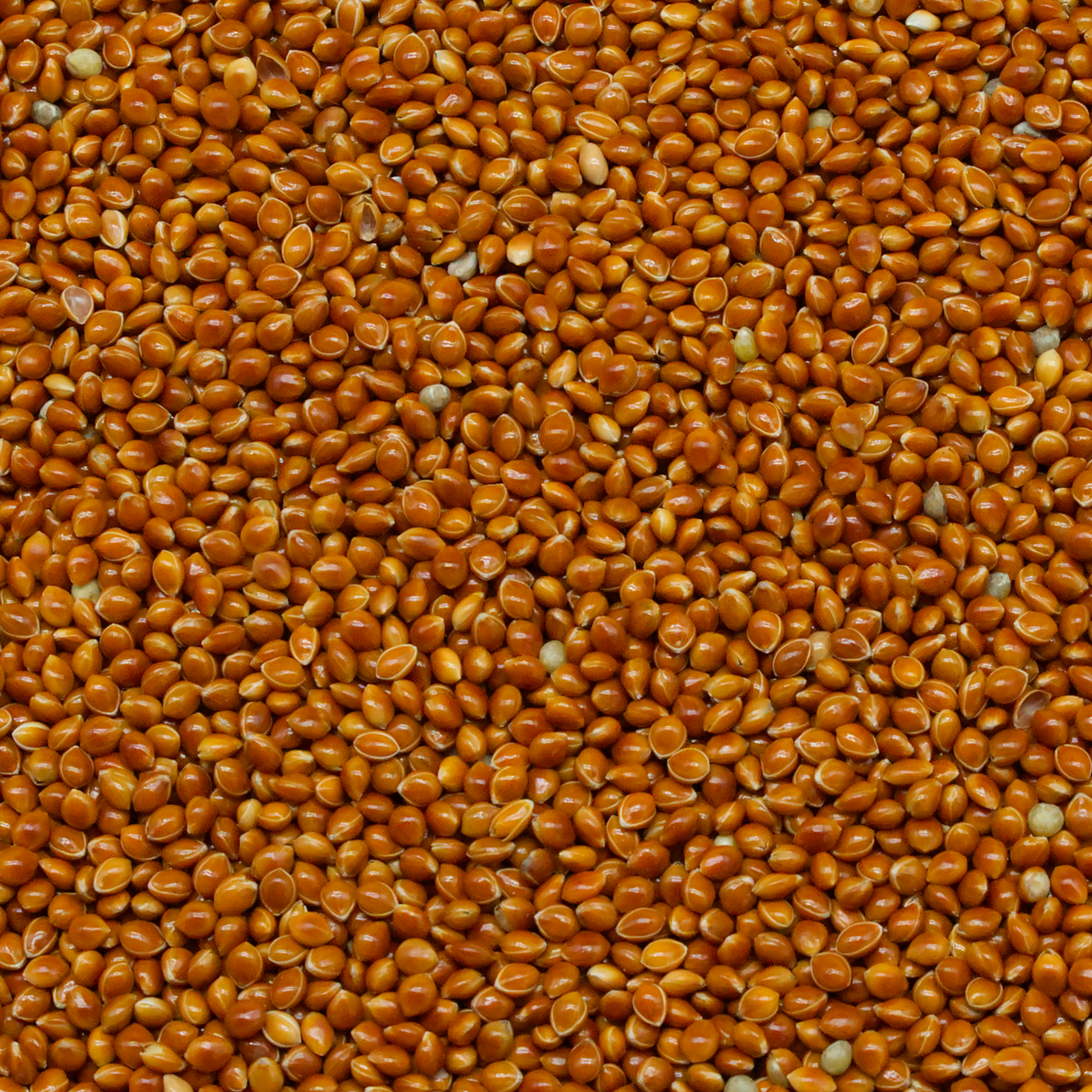 rote-Hirse-naturmix-einzelfutter-fuer-v-gel-koernerbude1