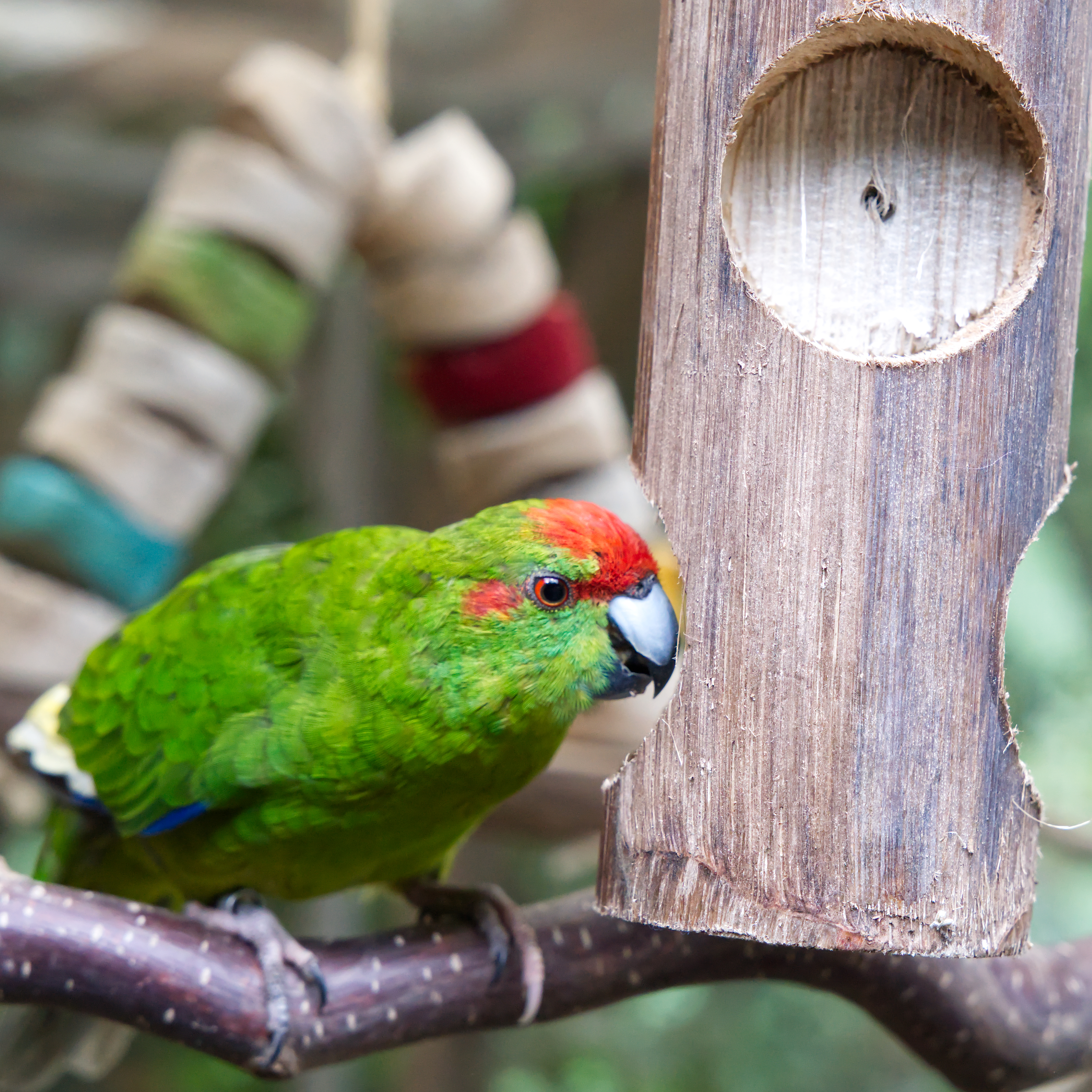 ole-jr-bird-kabob-vogelspielzeug