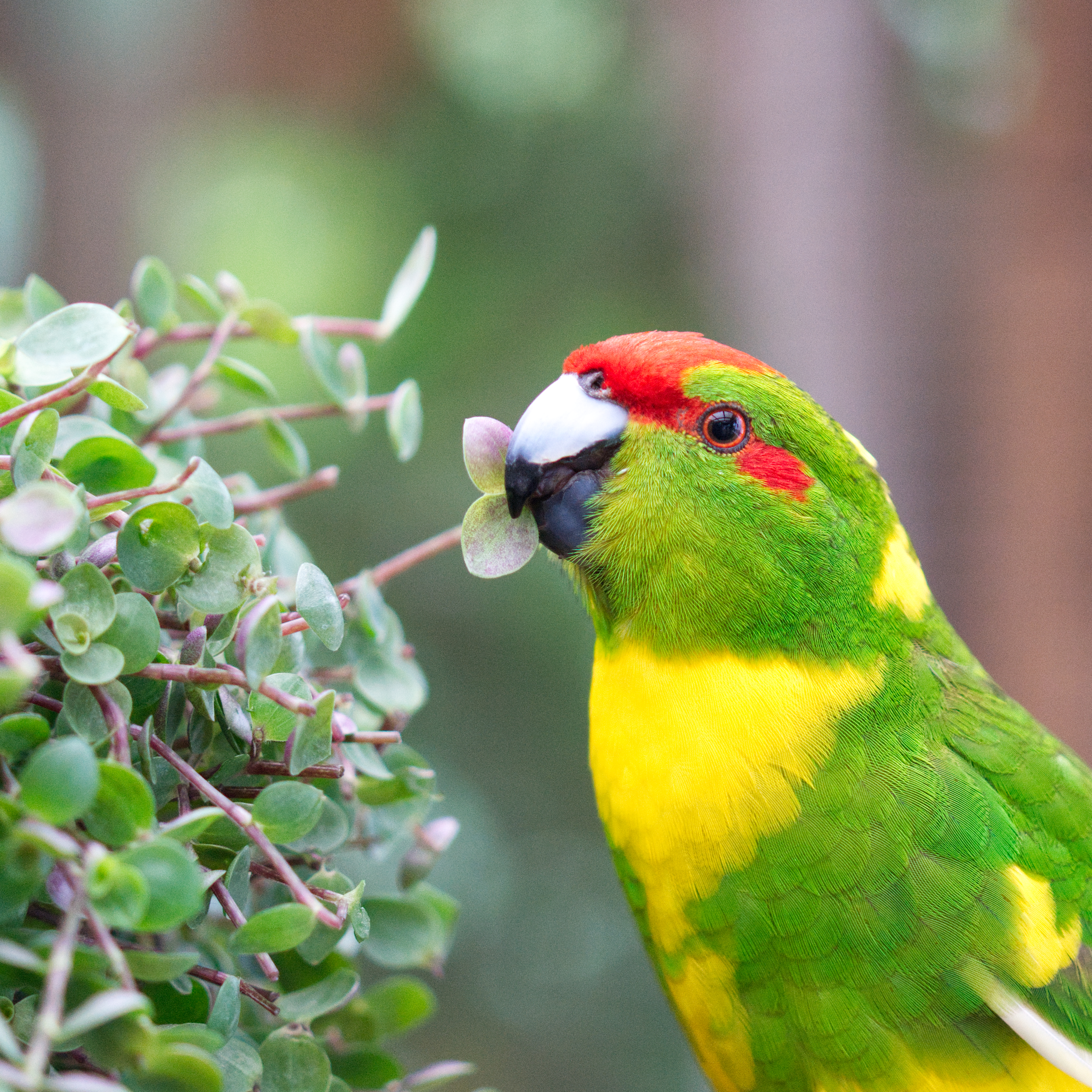 schoenpolster-futterpflanze-fuer-voegel-nagetiere-koernerbude3