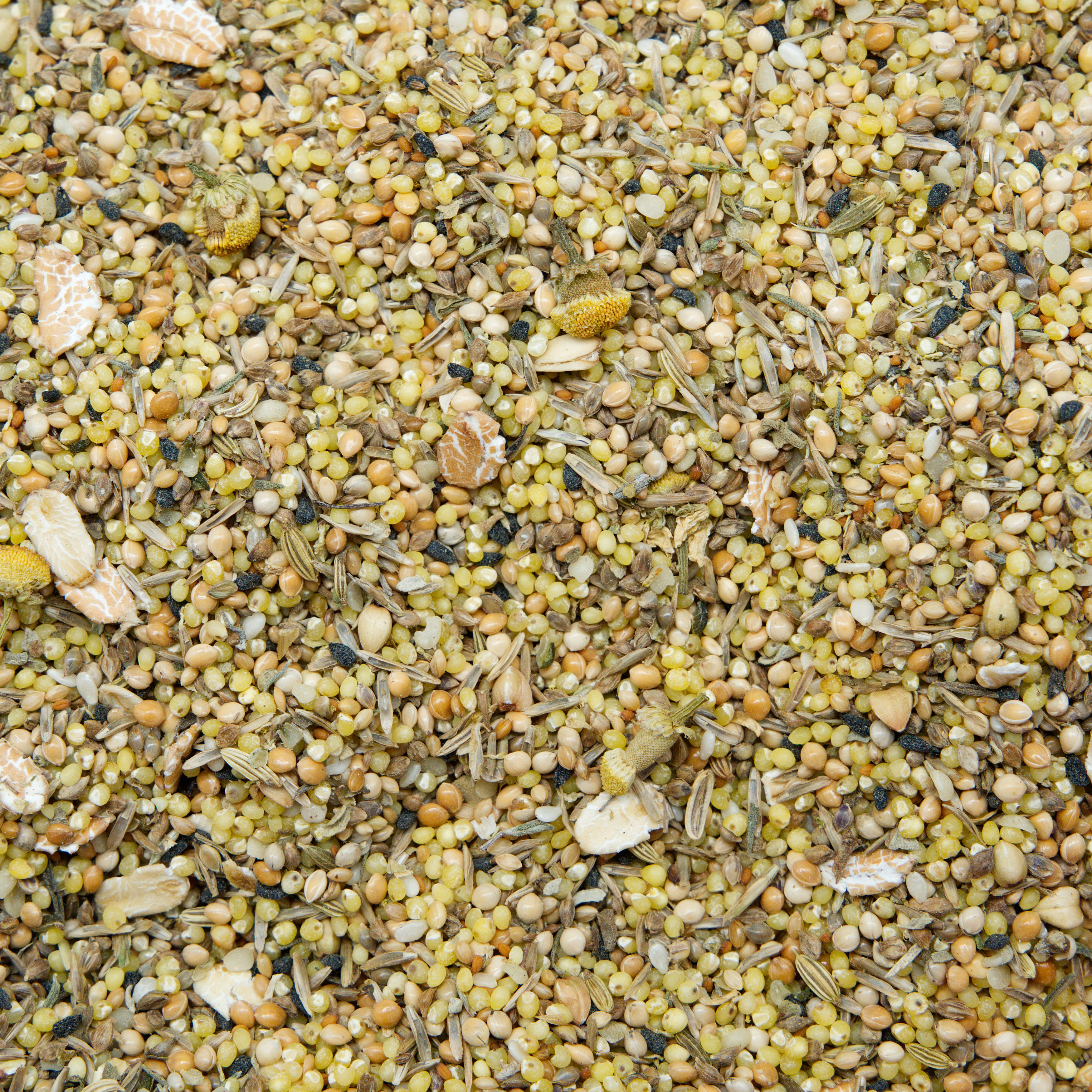 Wellensittich Macrorhabdiose (Megabakterien)