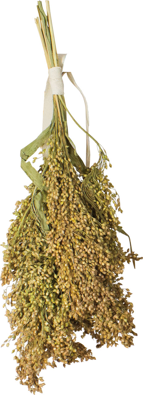 08866_2nLdTcWEuWzUEa JR Birds Rispenhirse 100 g