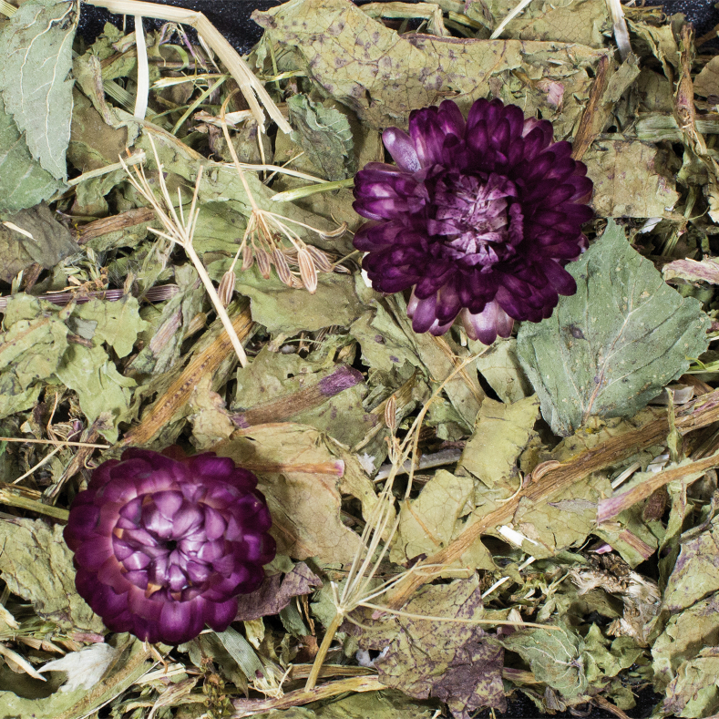 JR Grainless Plus Kümmel und Löwenzahn 100 g