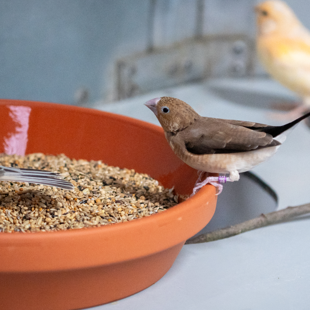 Basismischung Exoten