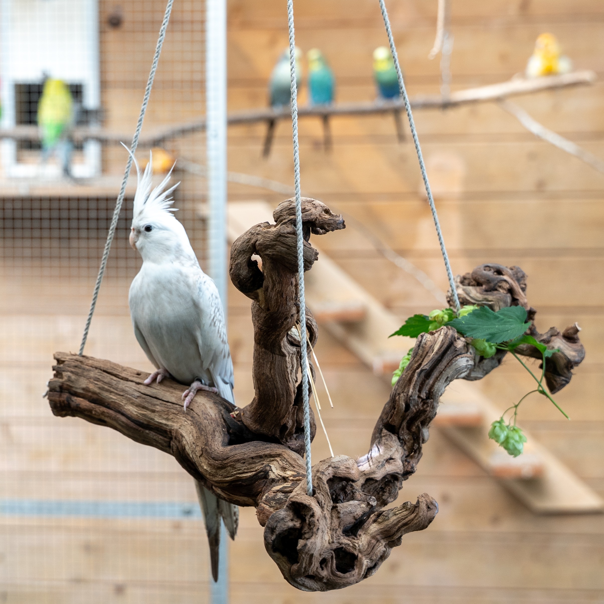 Rebknuddel Schaukel ca. 30 - 40 cm