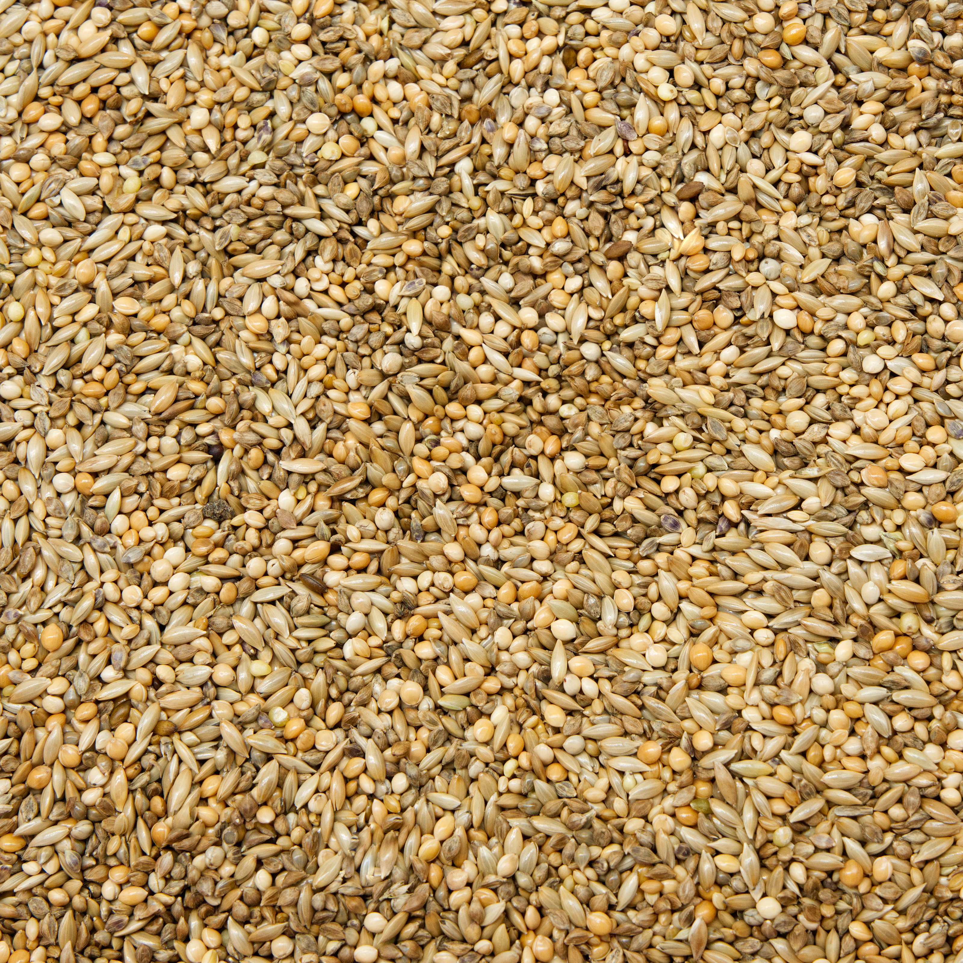 basismischung_wellensittichfutter_koernerbude