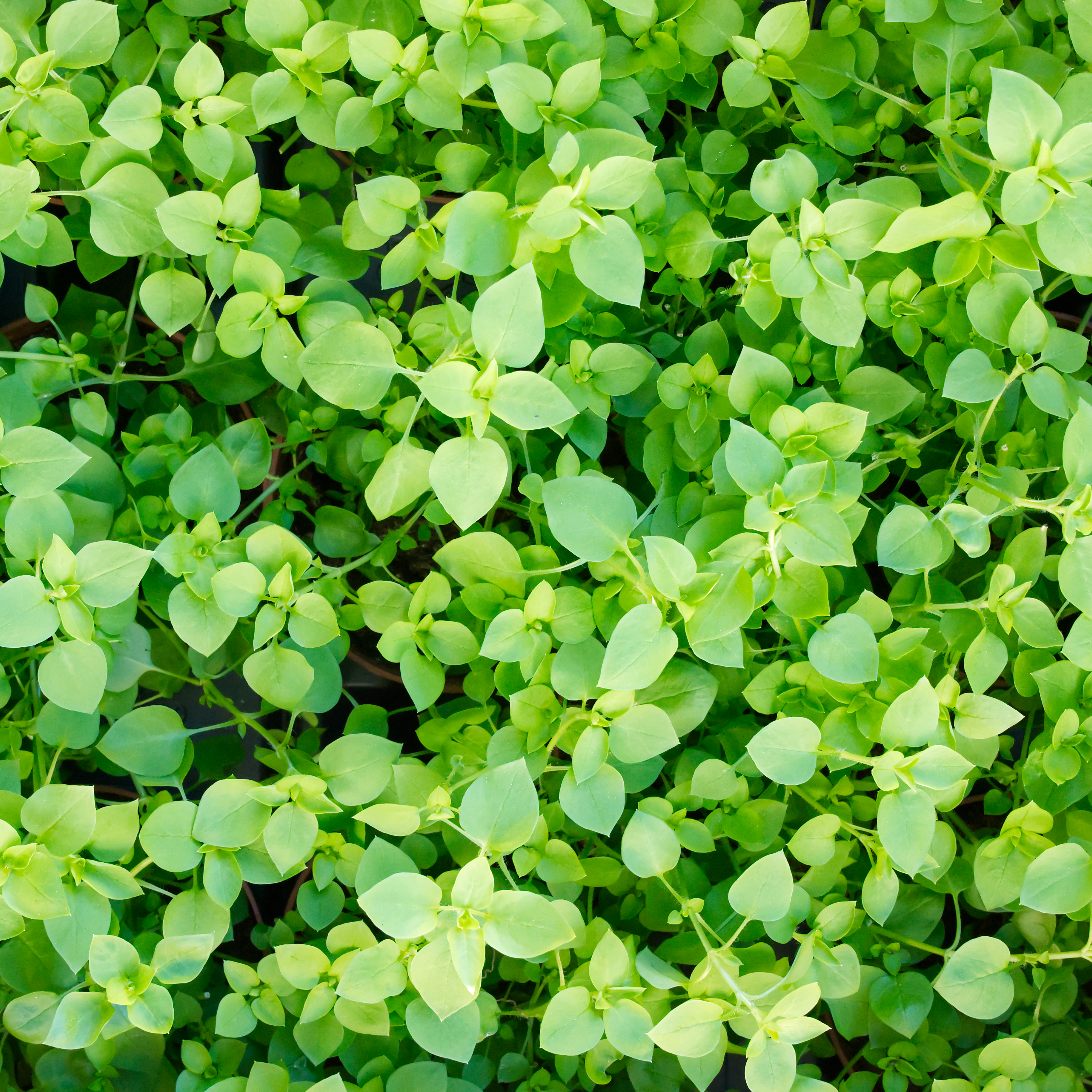 vogelmiere-futterpflanze-fuer-voegel-koernerbude1