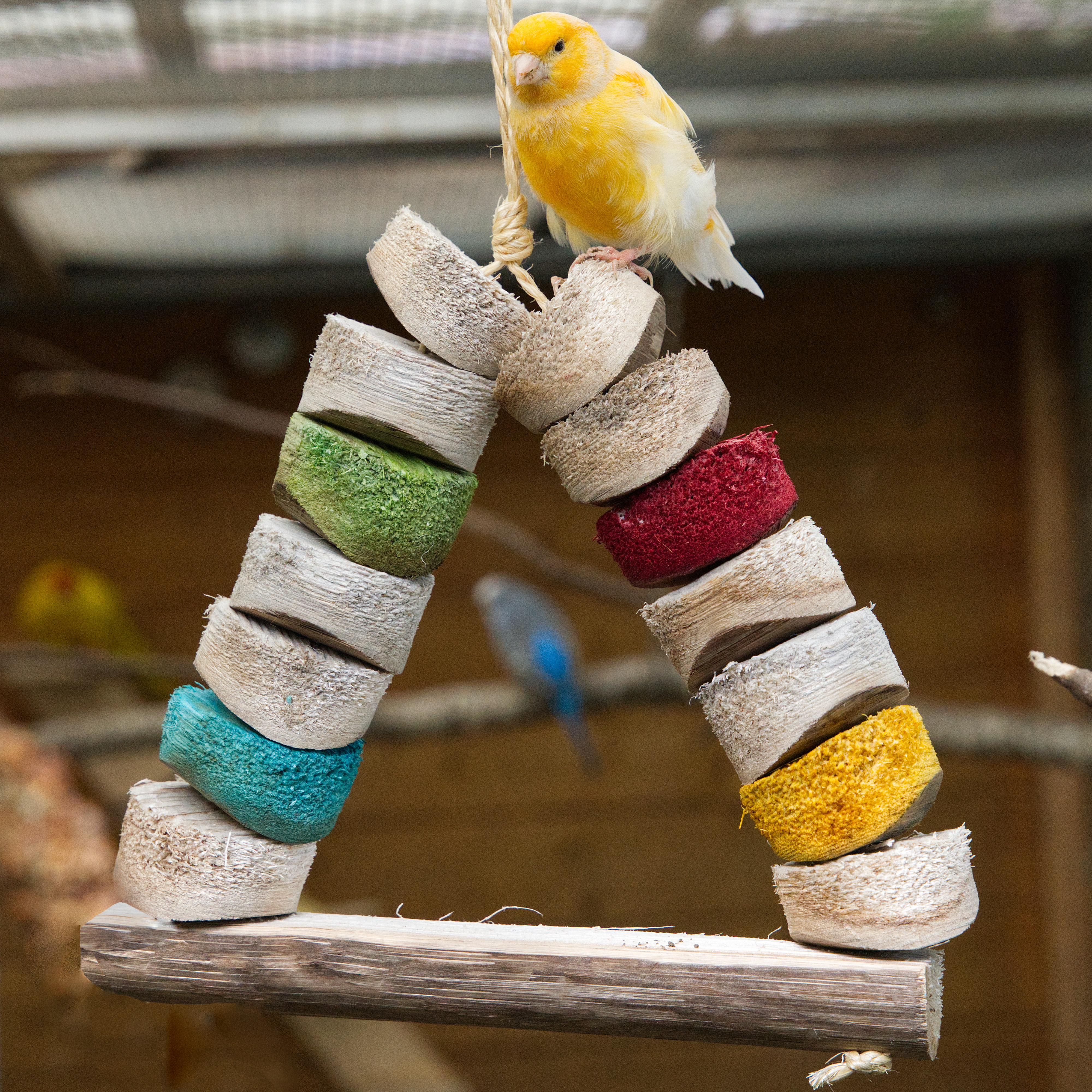 carnival_bird_kabob_schredderspielzeug_fuer_sittiche_und_papageien_als_schaukel_koernerbude2