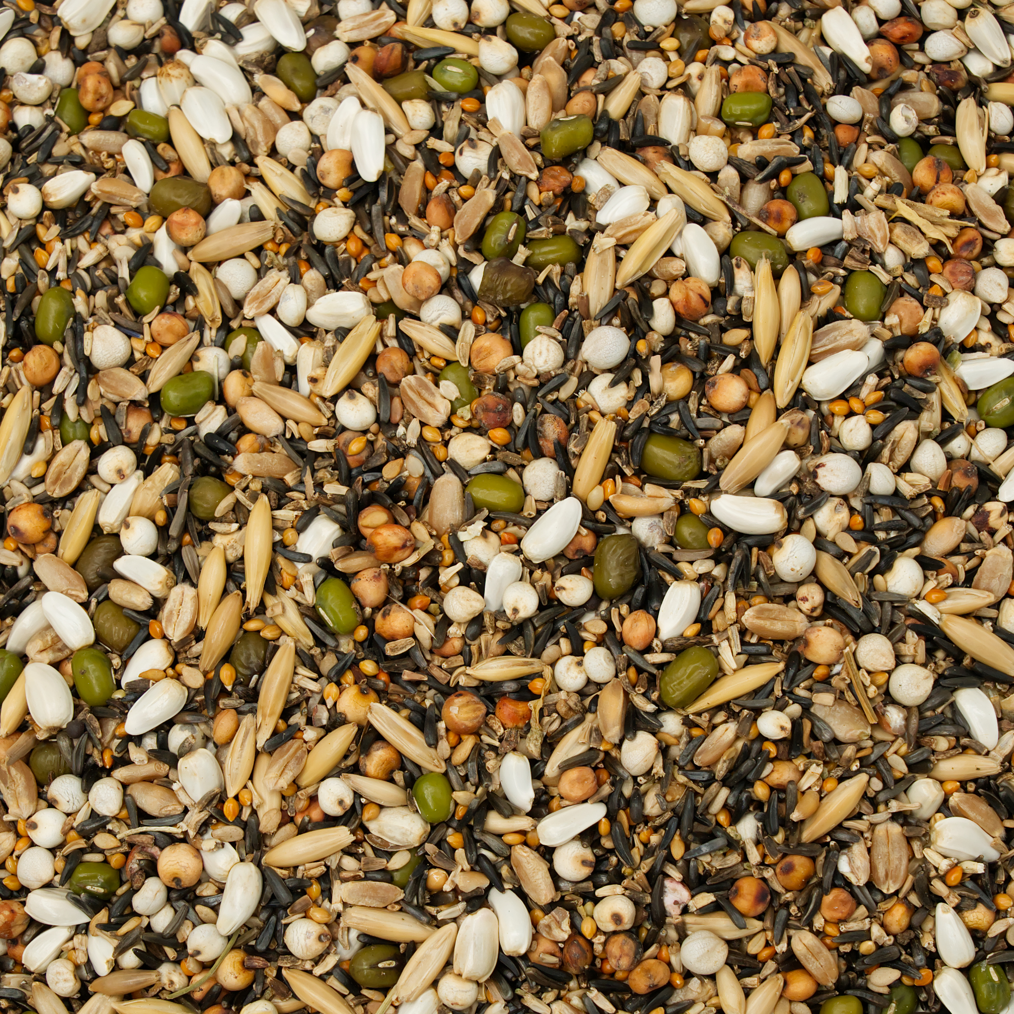 keimfutter_fuer_kanarien_koernerbude Keimfutter Kanarien