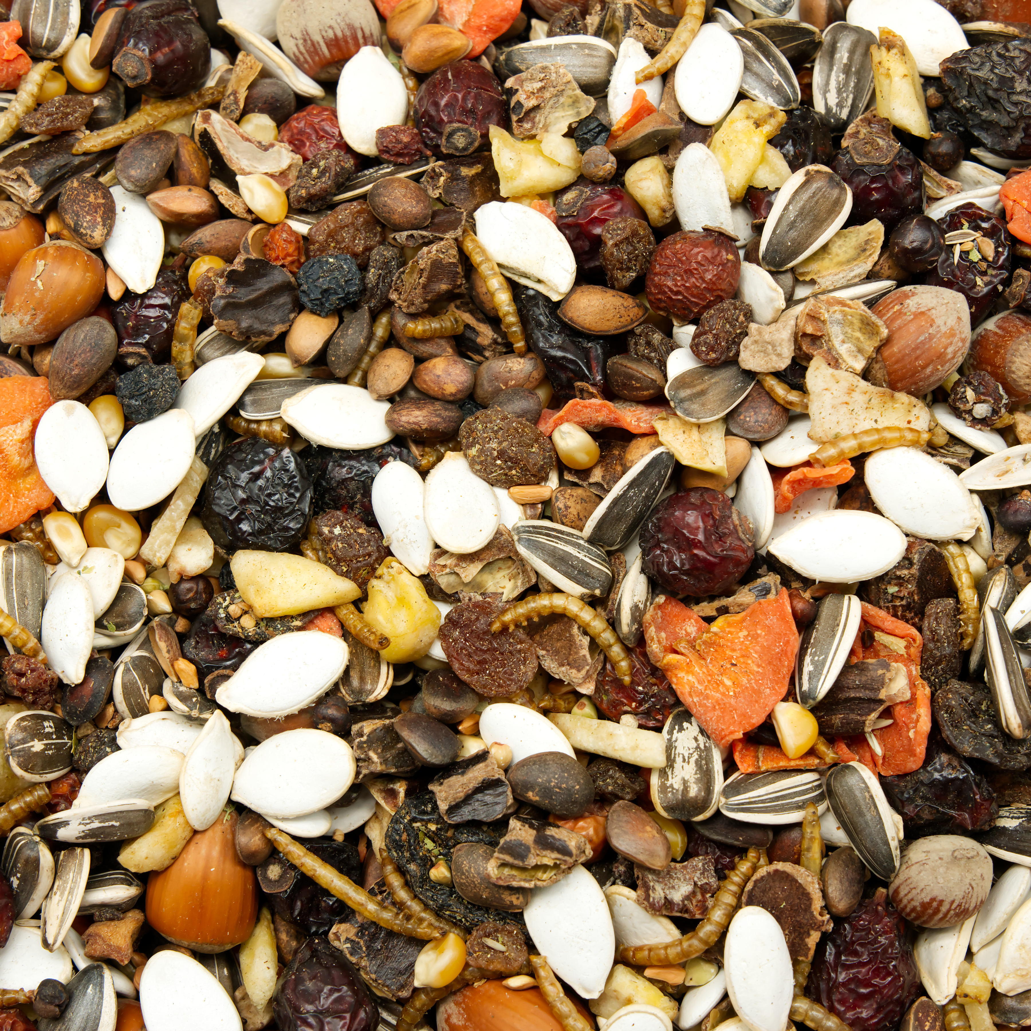 eichh-rnchenmix_mit_mehlwuermern_eichhoerchenfutter_koernerbude EichhörnchenMIX