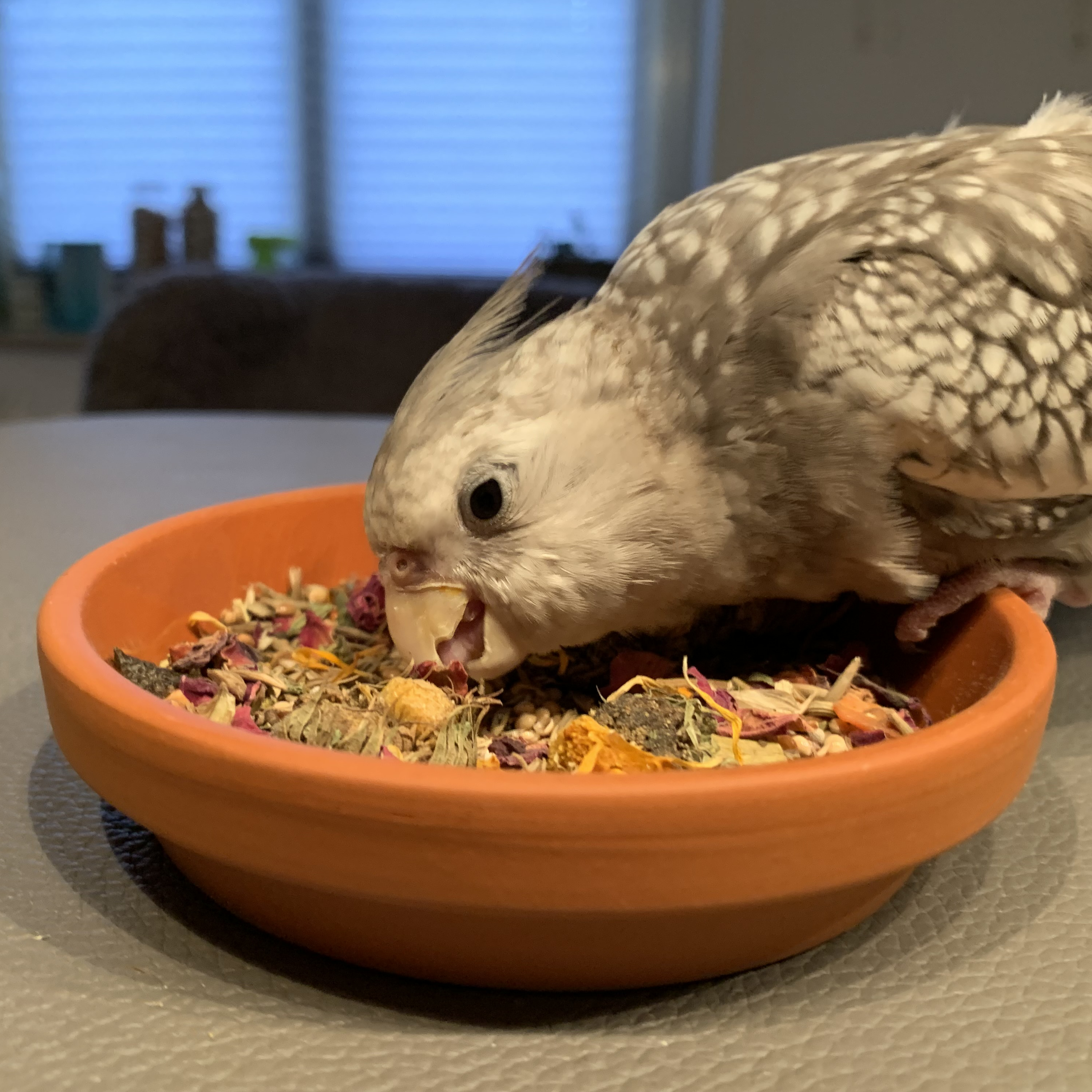 grosssittich-und-kleinpapageien-futter-nymphensittiche-katharinasittiche-ziegensittiche3