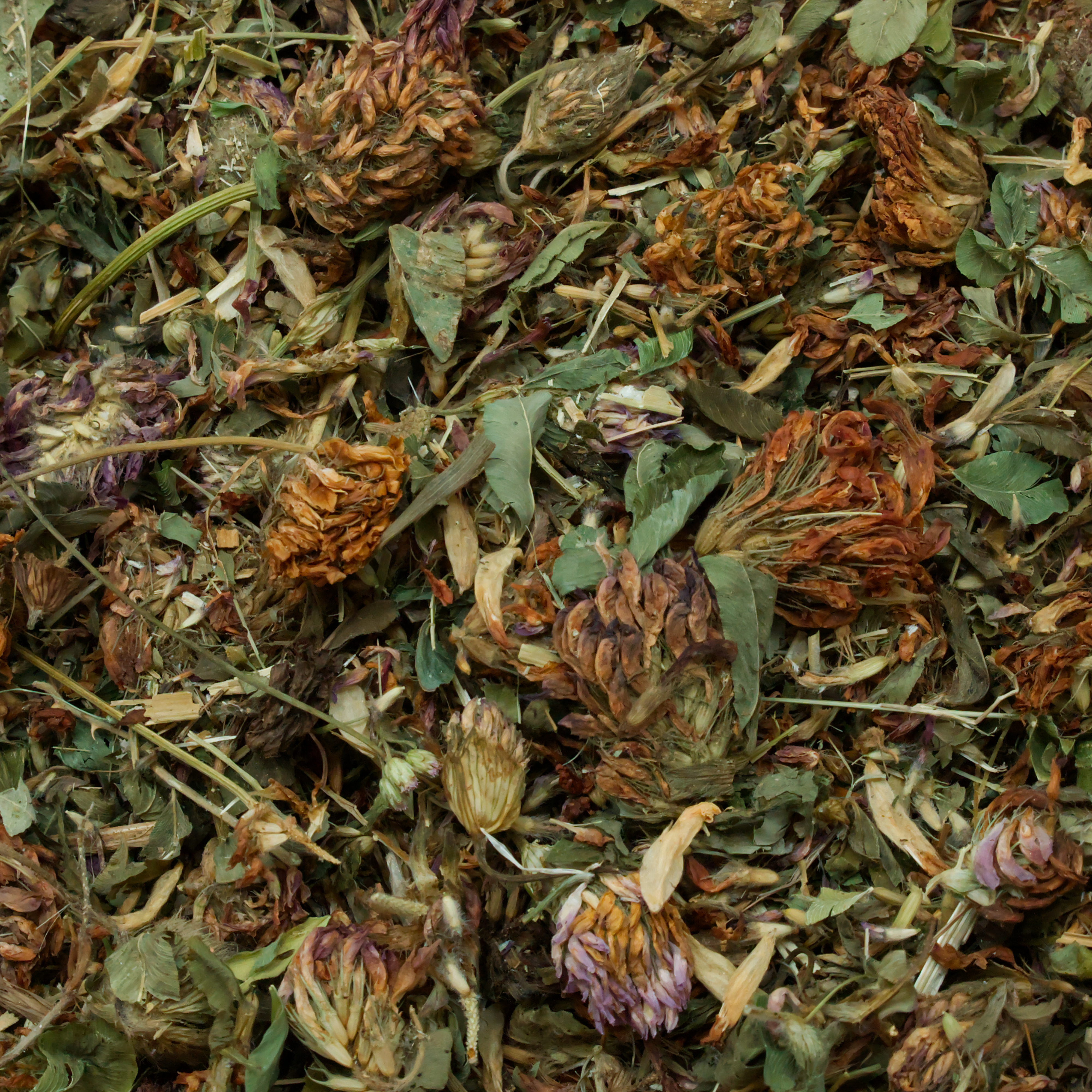 rotkleeblueten-einzelfutter-fuer-voegel-koernerbude1