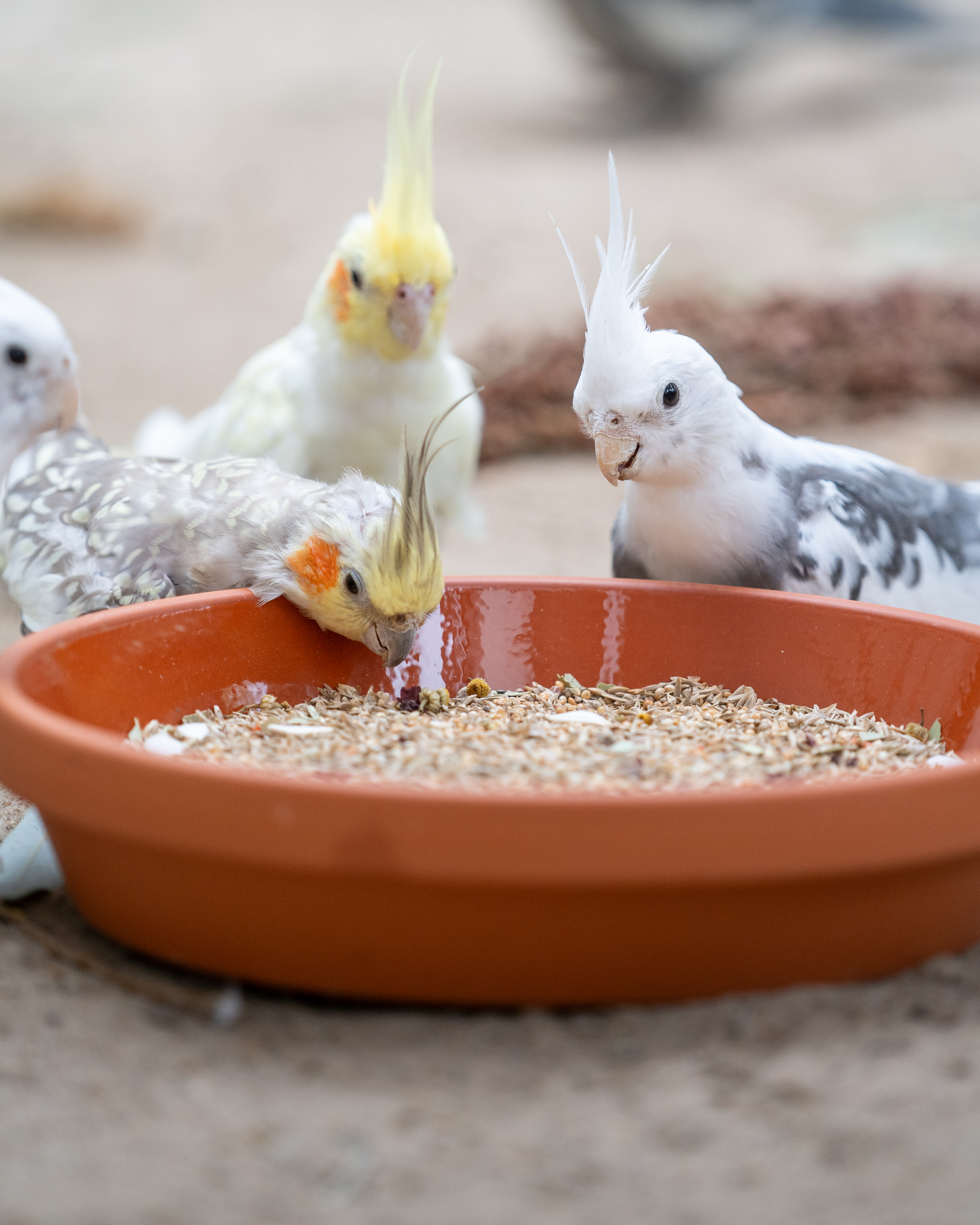 nymphensittich-freunde-mischung-nymphensittichfutter-1