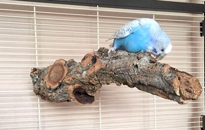 korkeichen_sitzastZqjY3RD6W4X8C Korkeichen Sitzast mit Edelstahlhalterung 20 cm