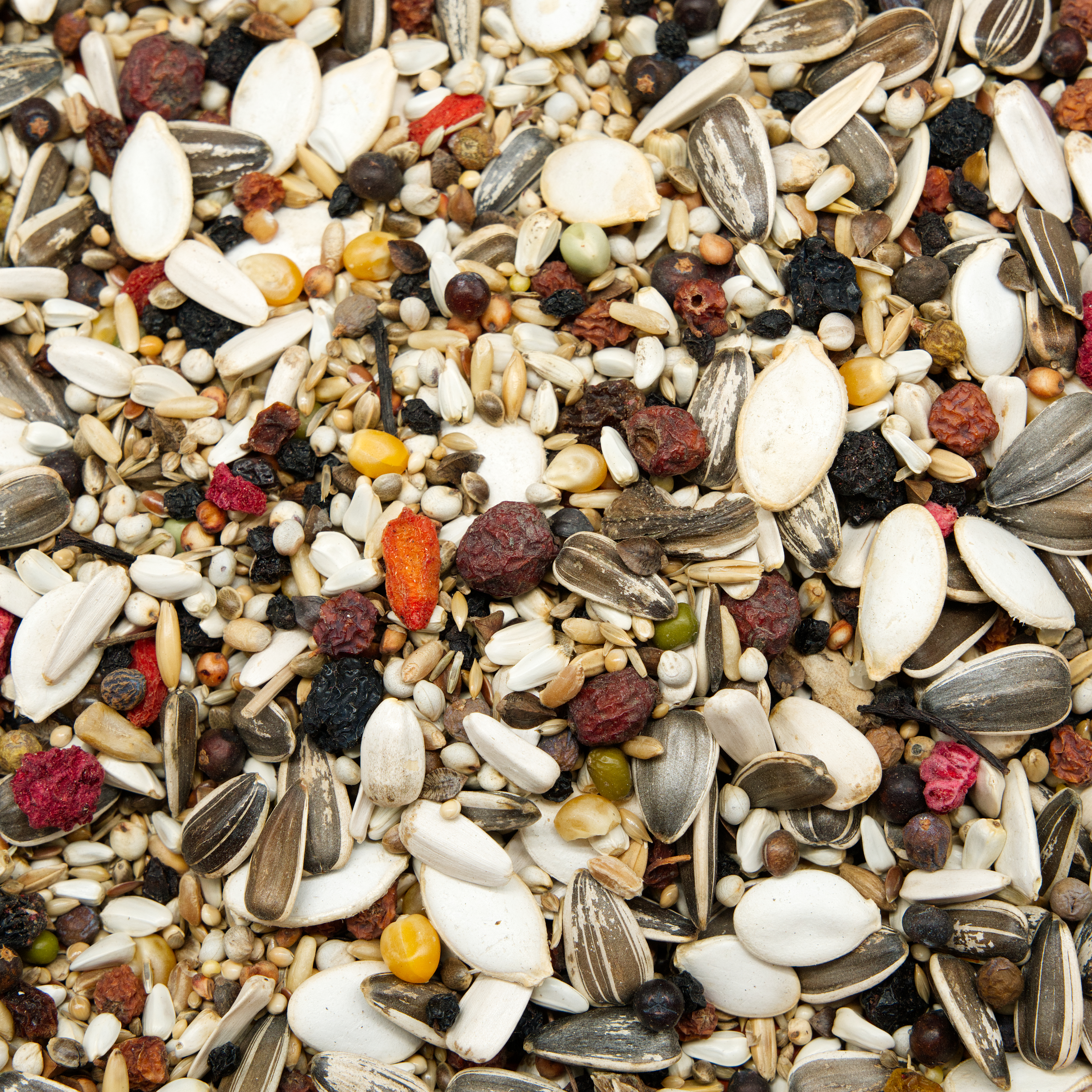 papageien_variant_beeren_paapgeienfutter_amazonen_graupapageien_koernerbude