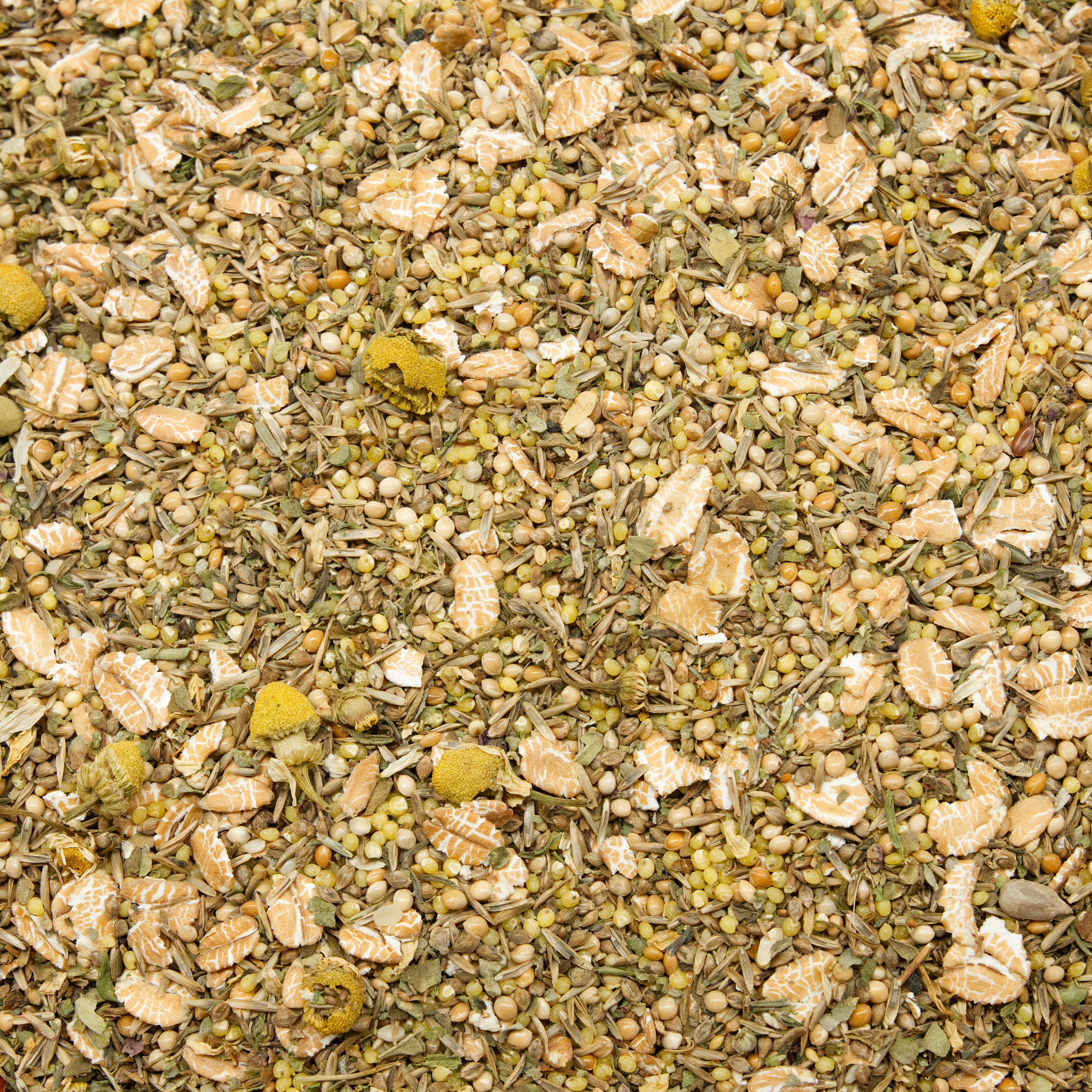 Großsittich Macrorhabdiose (Megabakterien)