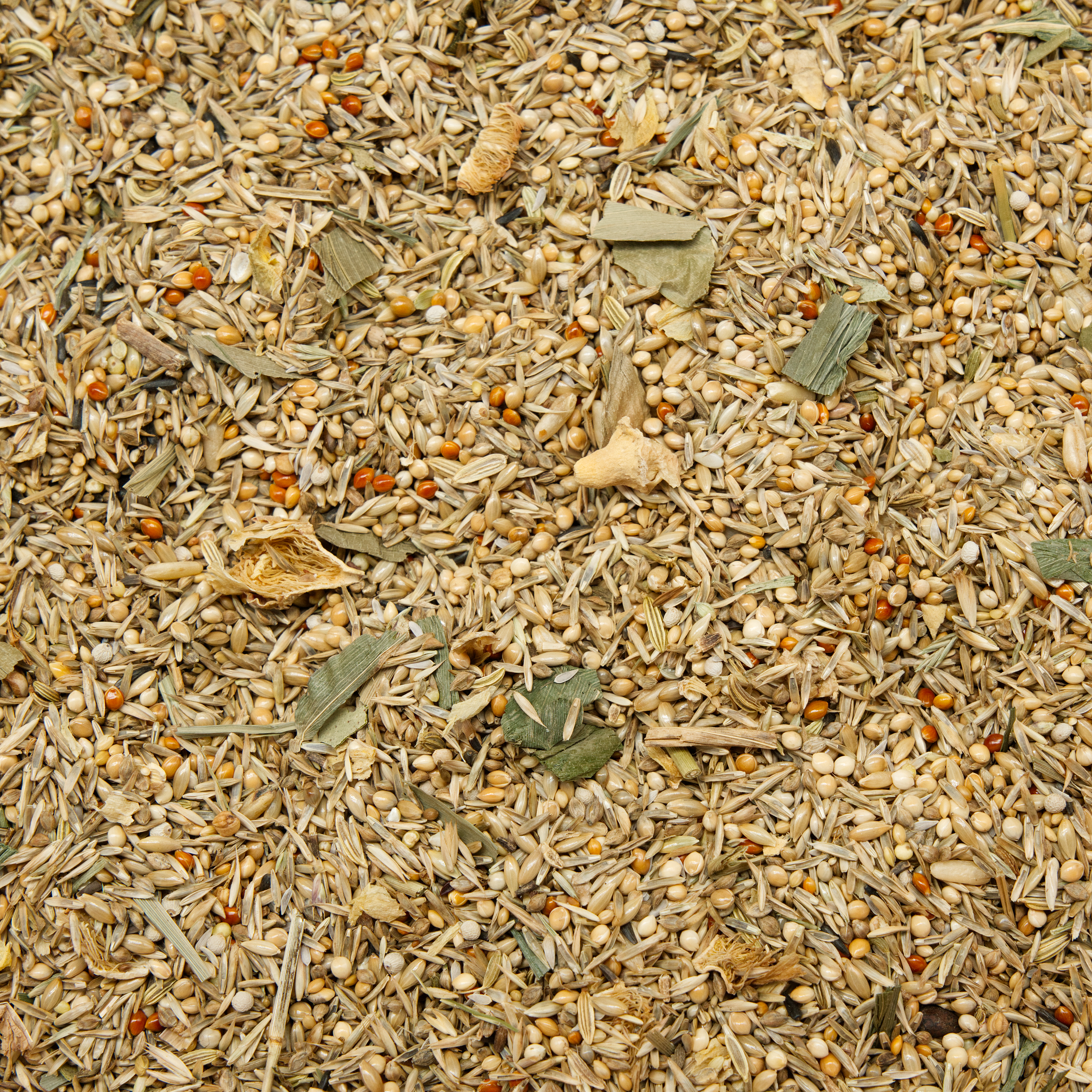 nymphensittich_australien_nymphensittichfutter_koernerbude Jehl Nymphensittich Australien