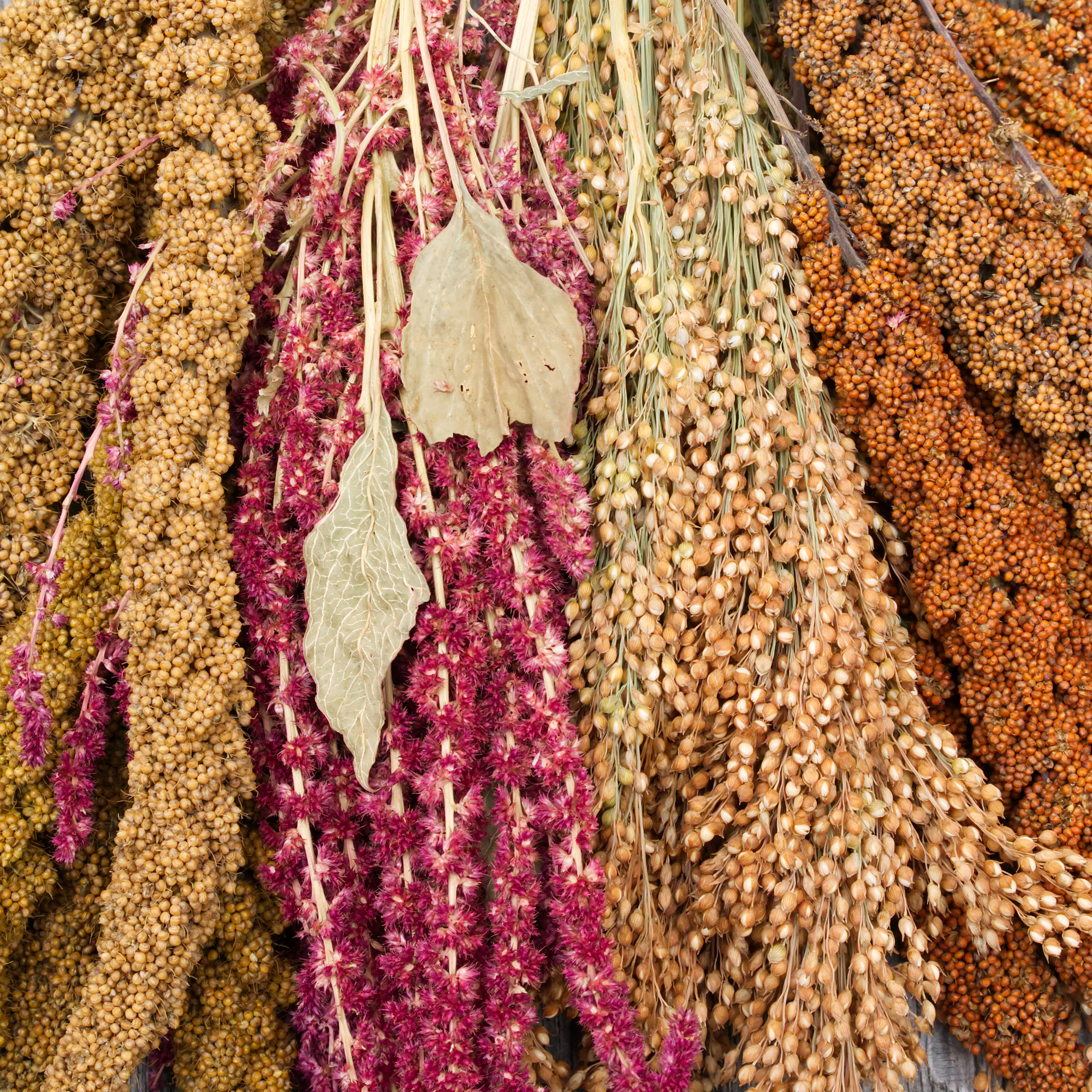 kolbenbhirse-quartett-wellensittiche-nymphensittiche1