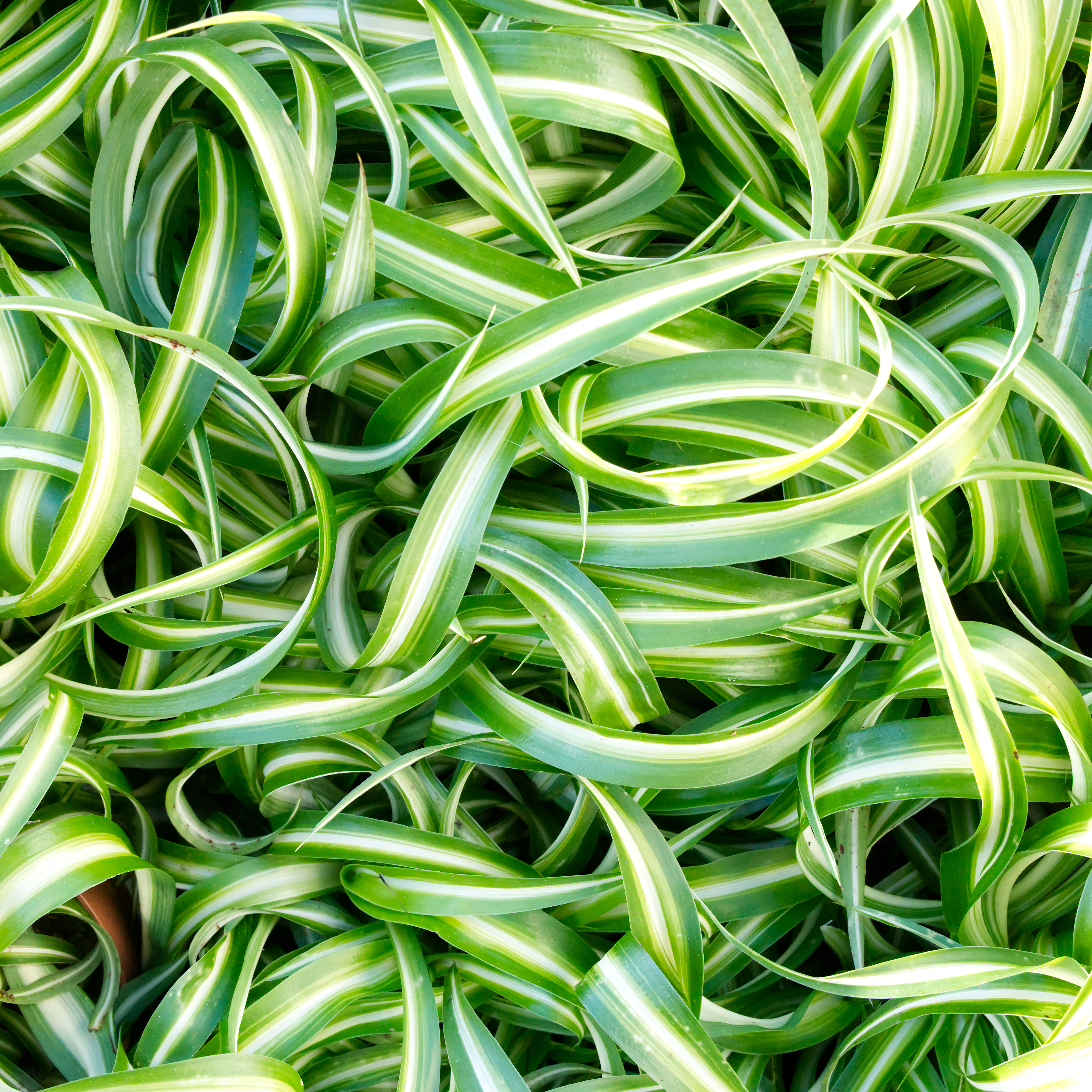 gruenlilie-futterpflanze-fuer-voegel-unbehandelt-koernerbude1