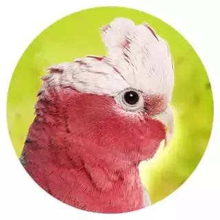 Geeignet-fuer-8-Rosakakadus