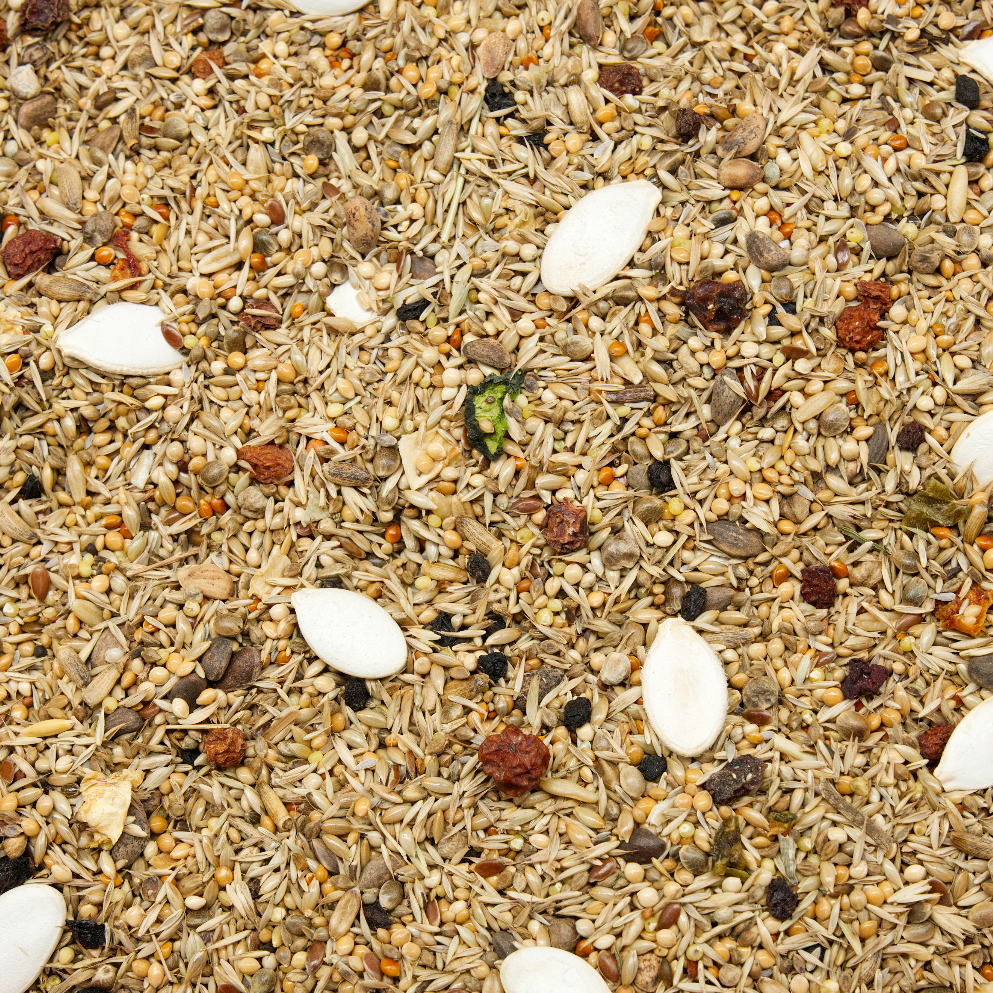 Nymphensittich Spezial