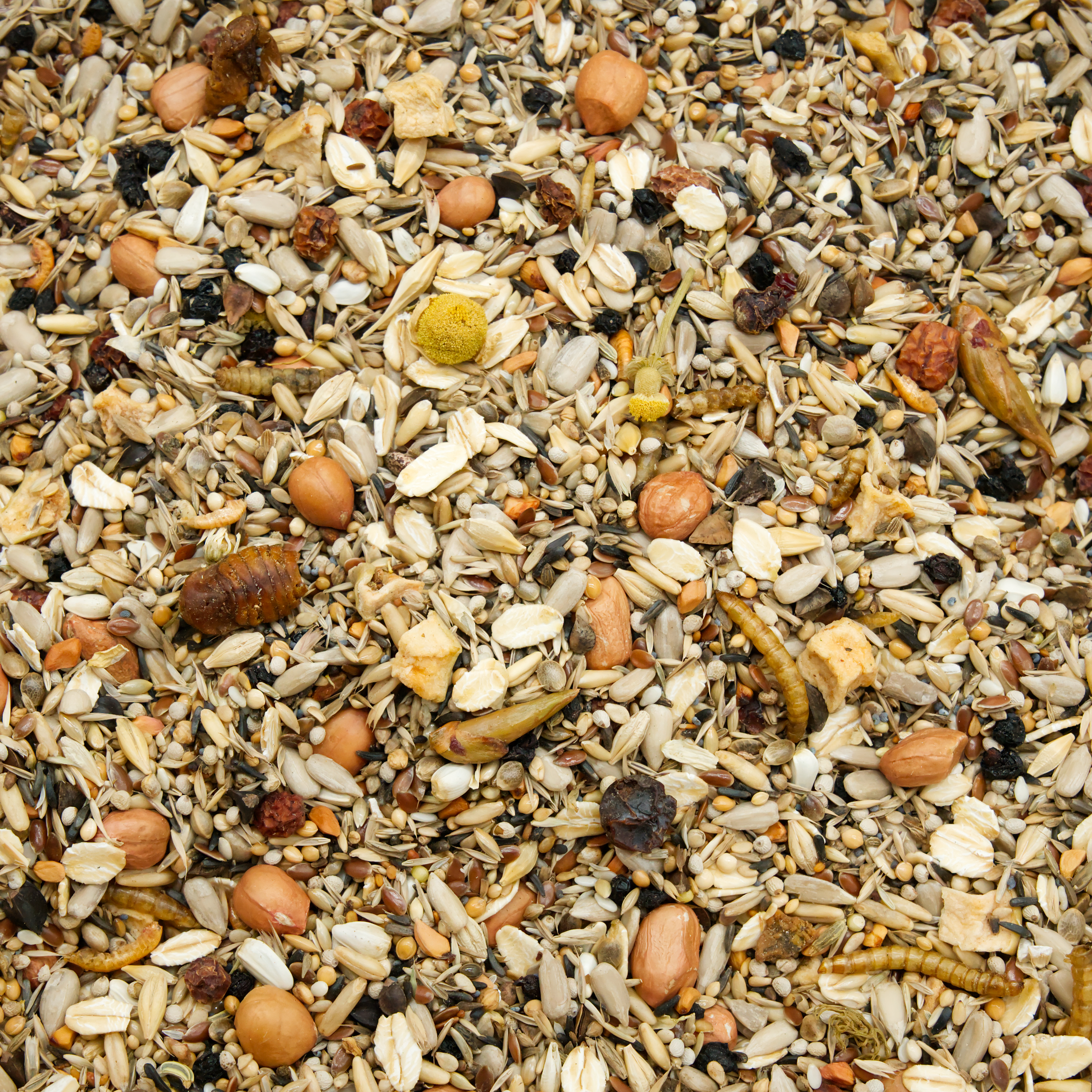 Wildvogel Spezial Winterzeit