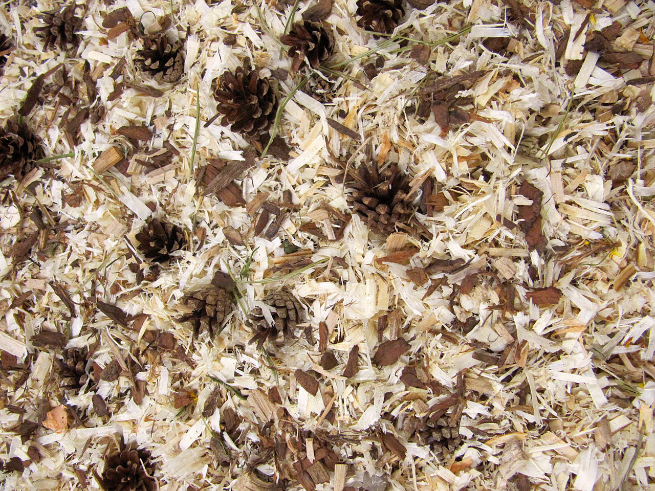 JR FARM Überstreu Waldfeeling 10l