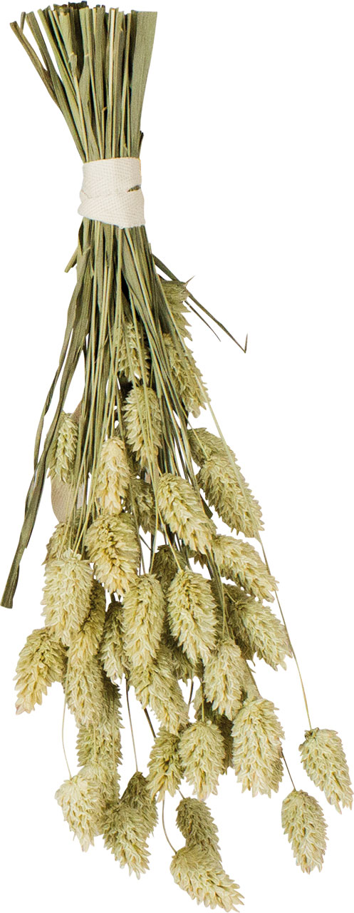 JR Birds Kanariensaat 20 g