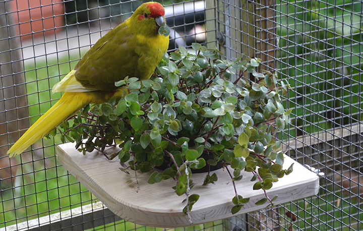 Körnerbude Sitzbrett mit Halterung 20 x 20 x 2 cm