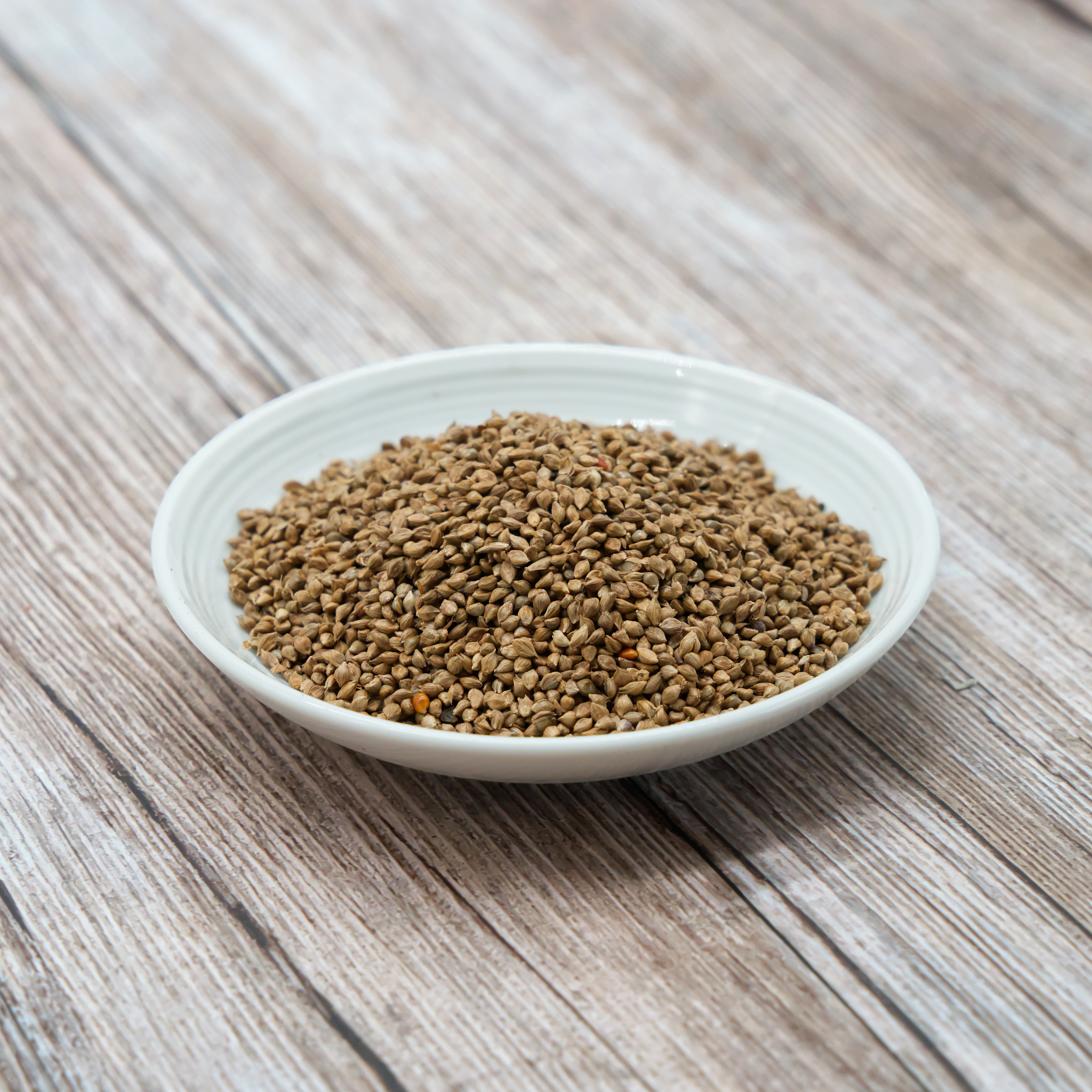 japanhirse-einzelfutter-fuer-v-gel-koernerbude Japanhirse