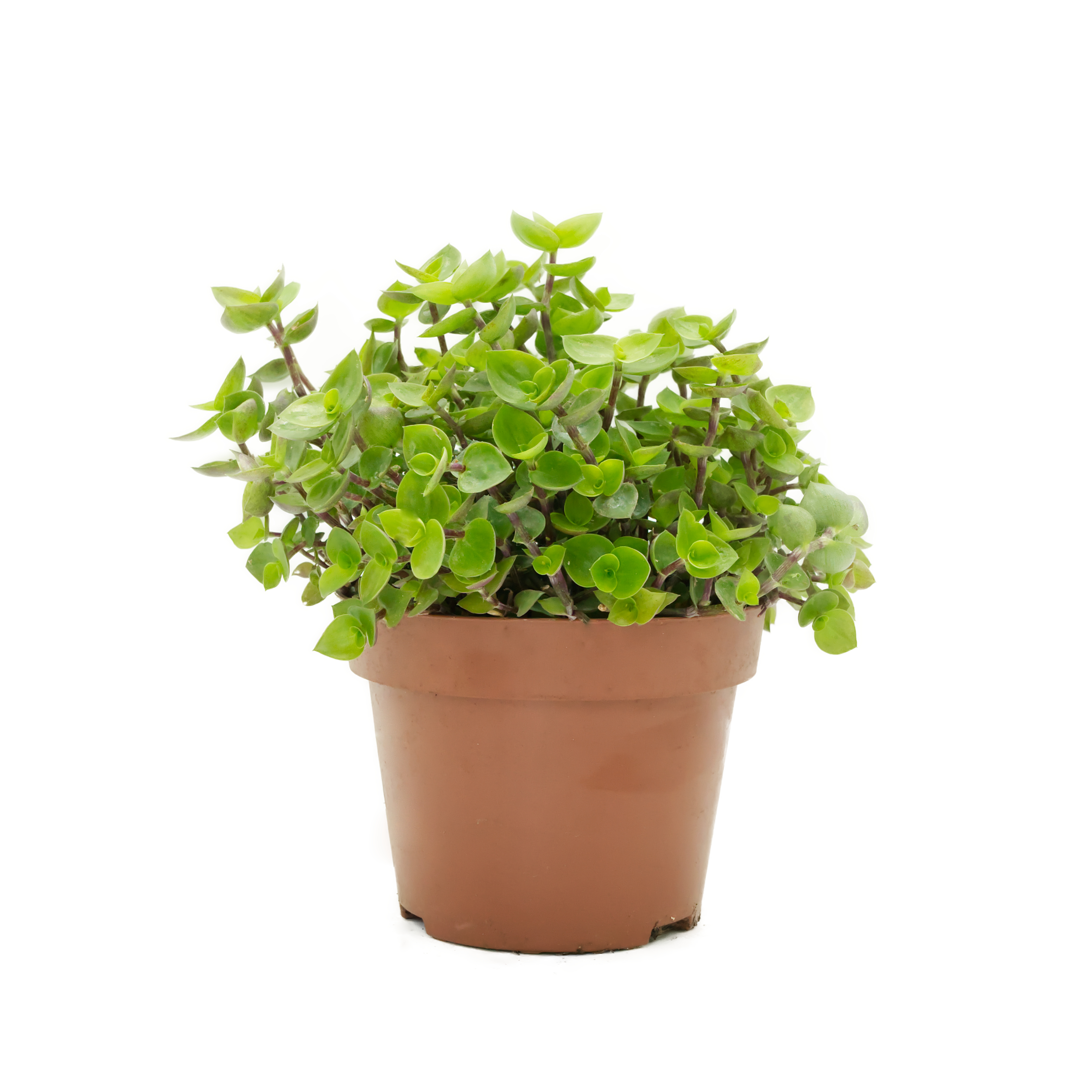 schoenpolster-futterpflanze-fuer-voegel-nagetiere-koernerbude Schönpolster (Callicia), naturbelassen