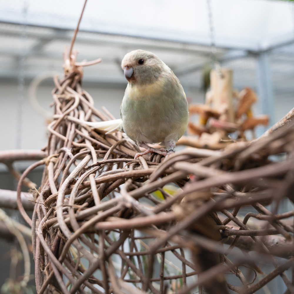 kletter-schiffchen-vogelspielzeug-1